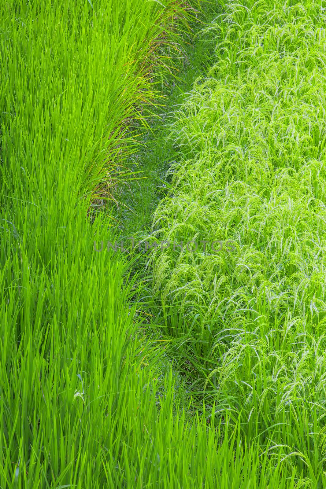 Close up rice fields on Bali, Indonesia