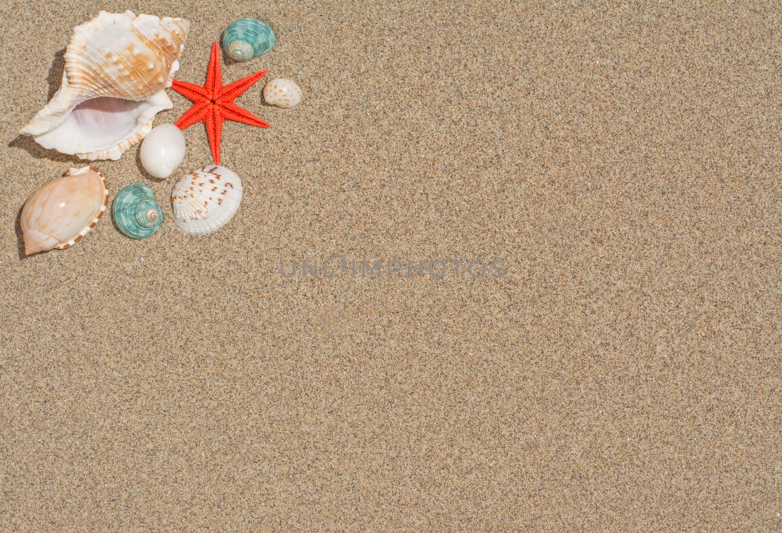 Starfish and shells  by freila