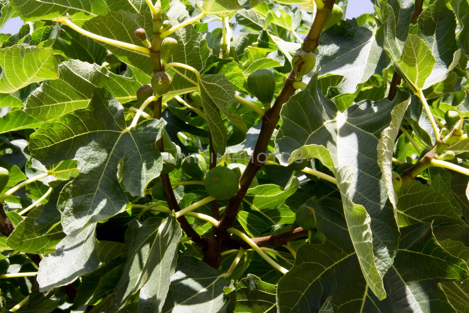 Fig tree seen up close in daylight