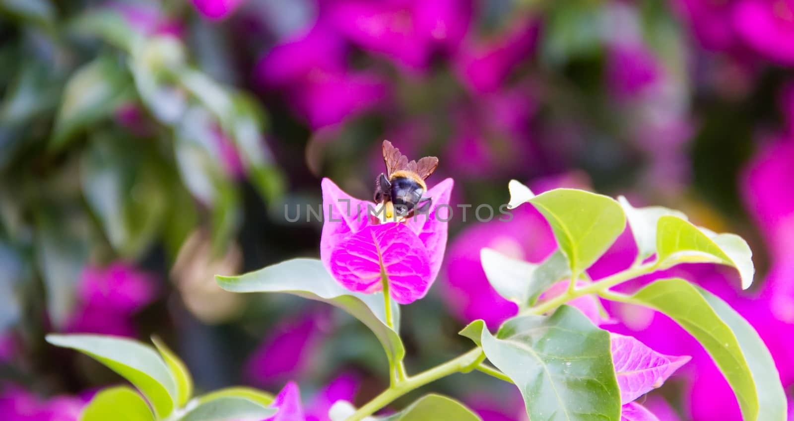Bee on flower by spafra