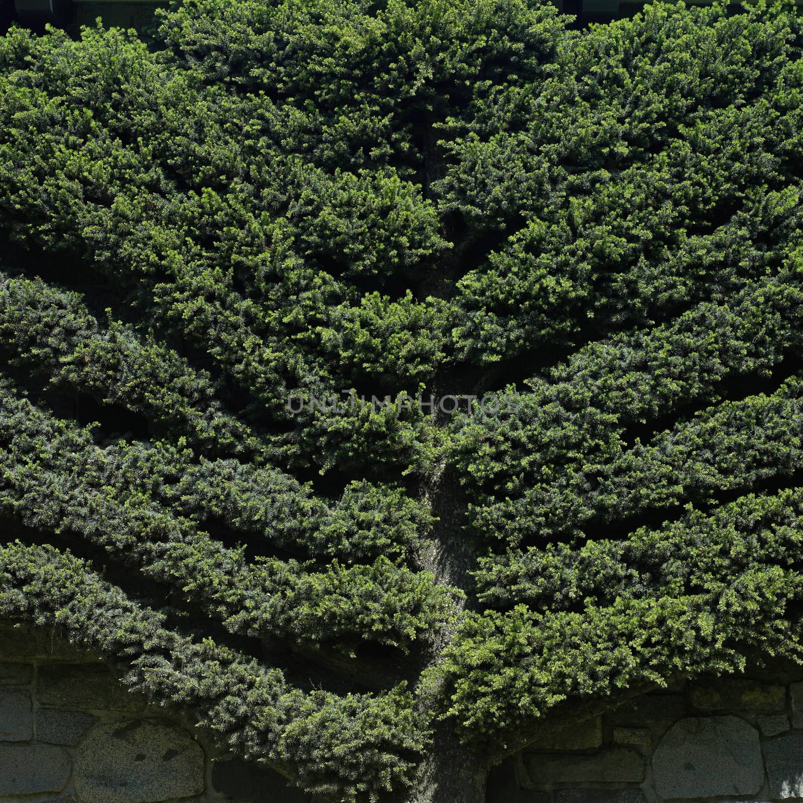 Manicured tree climbing onto a wall