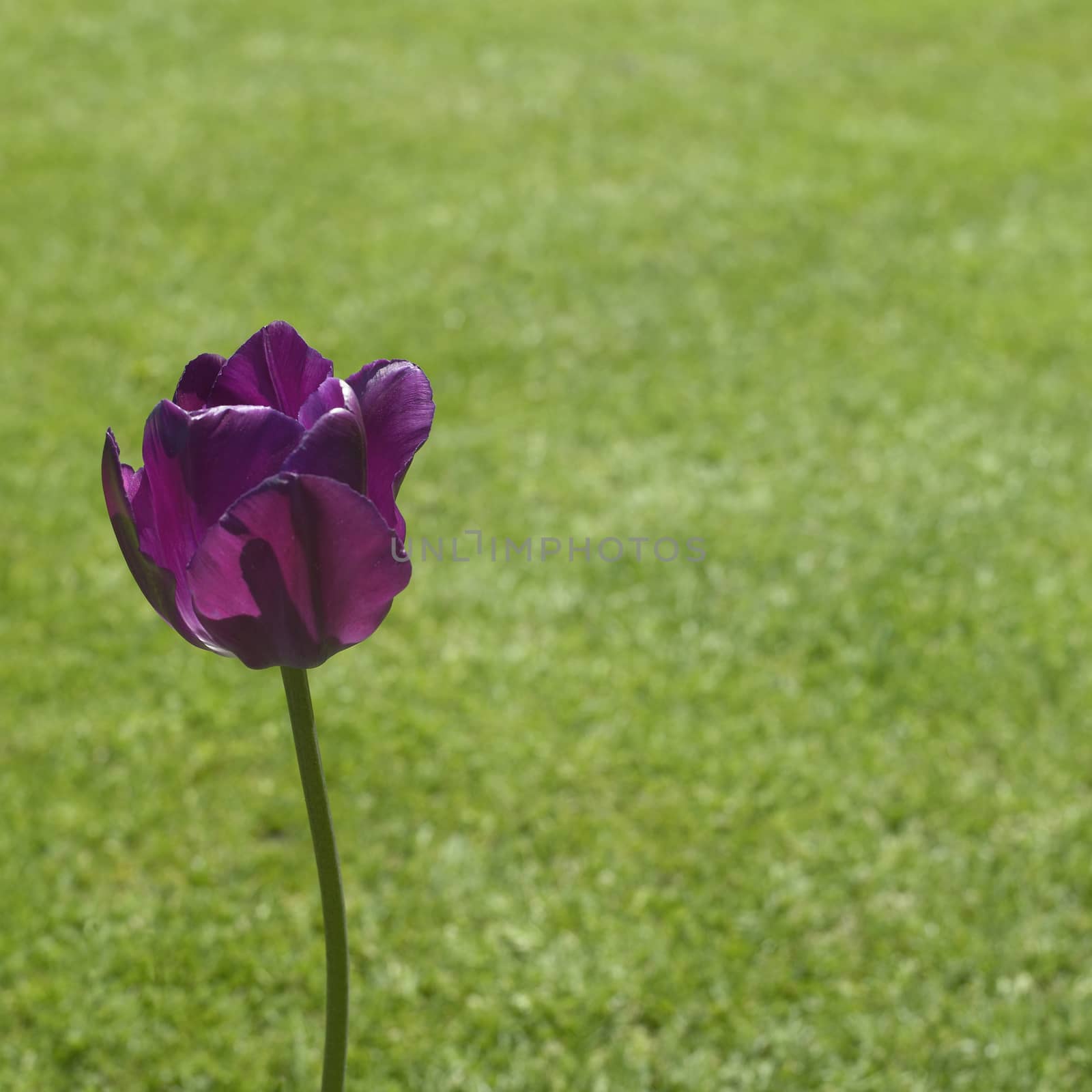 Single purple tulip growing out of the green grass