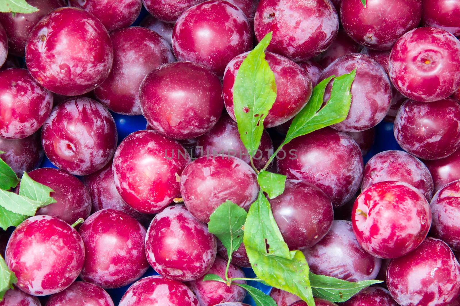 Plums close up views from the top