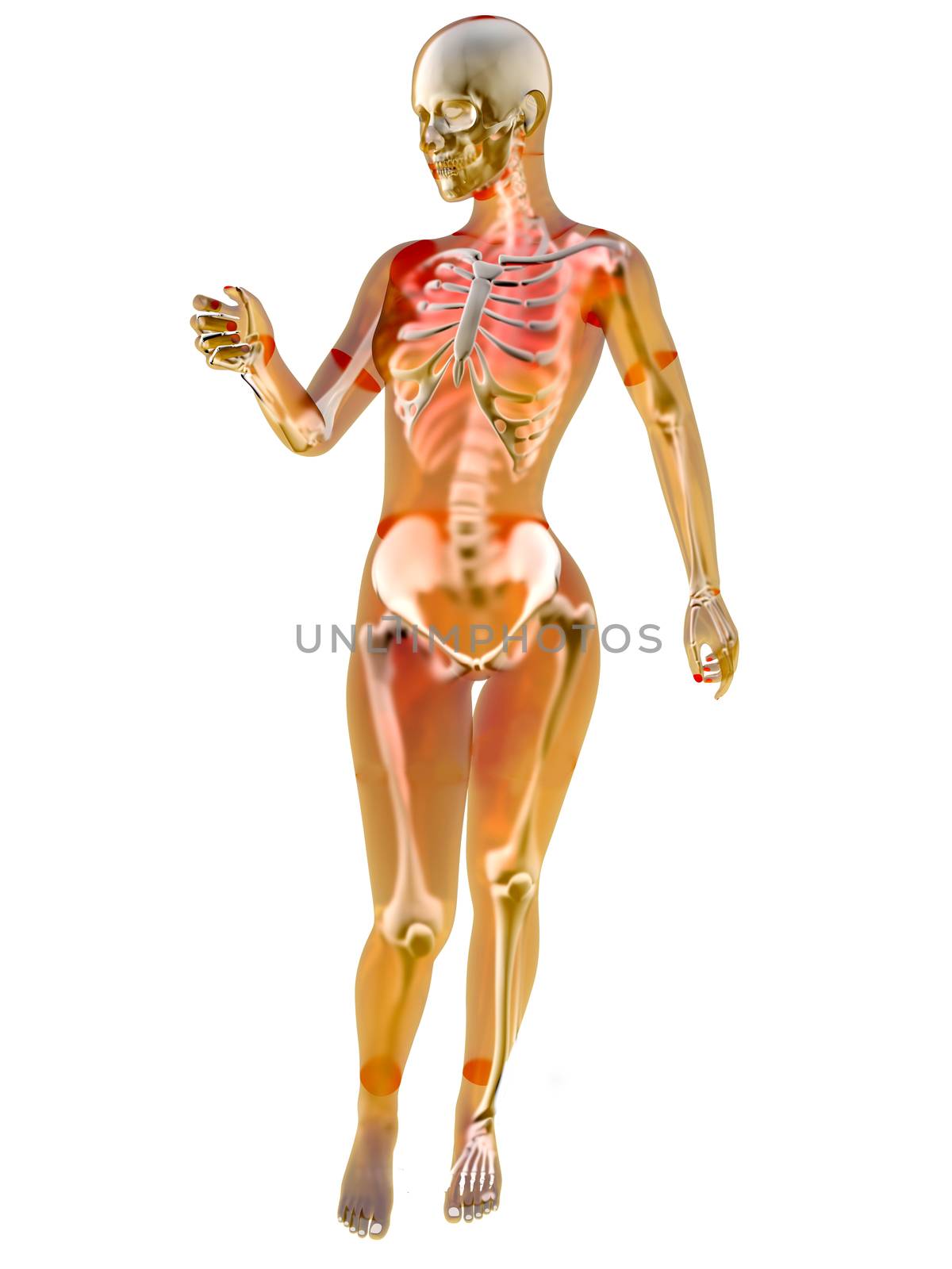 Female anatomy visualisation. 3D Illustration isolated on white.