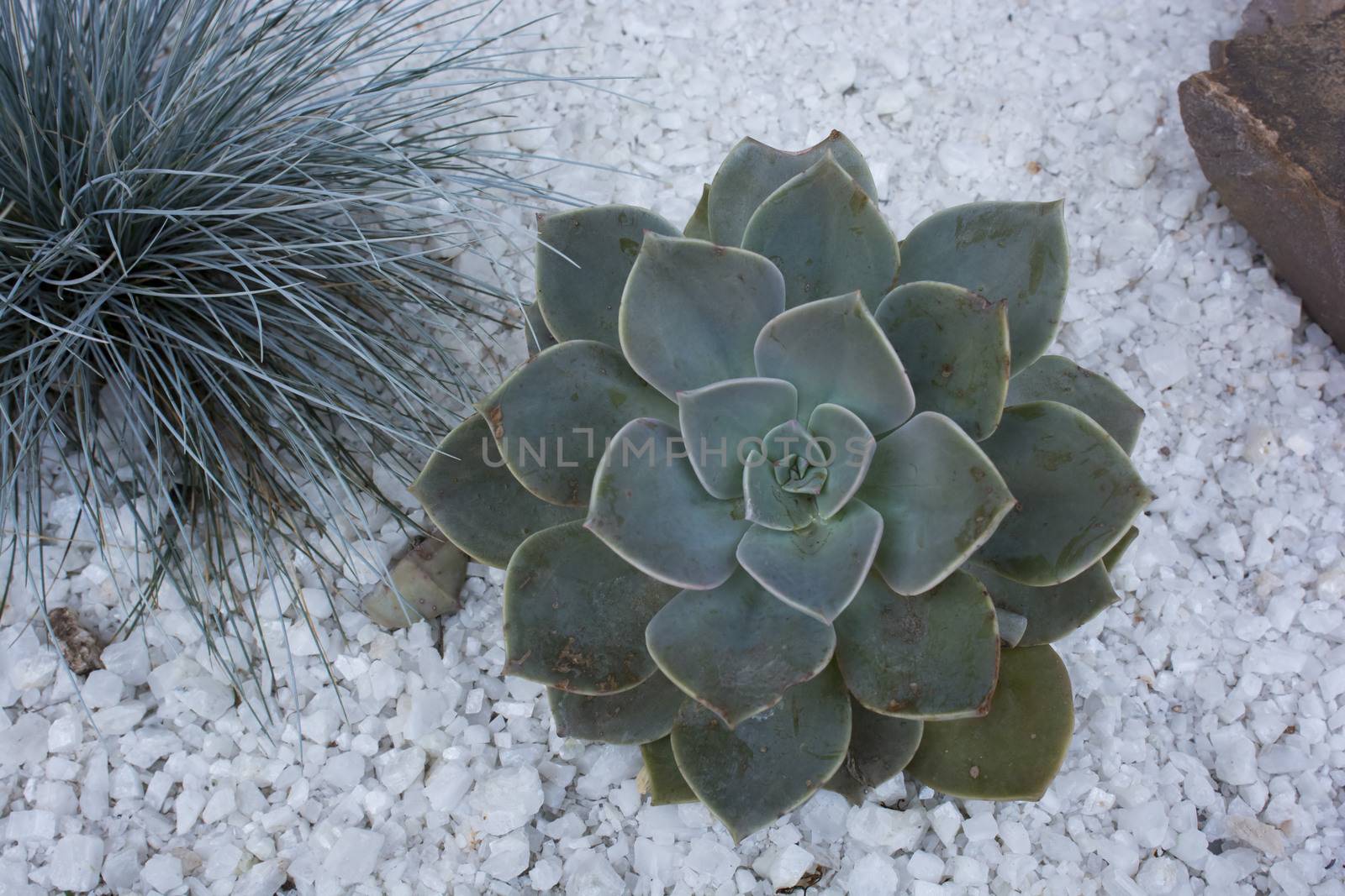 succulents plant by africa