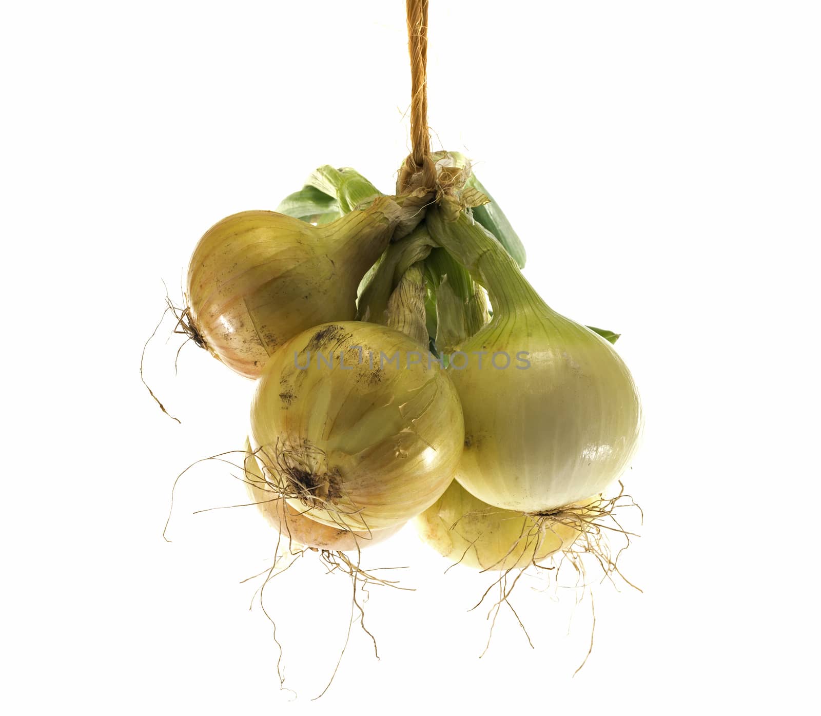 bunch of hanging fresh onions isolted on white