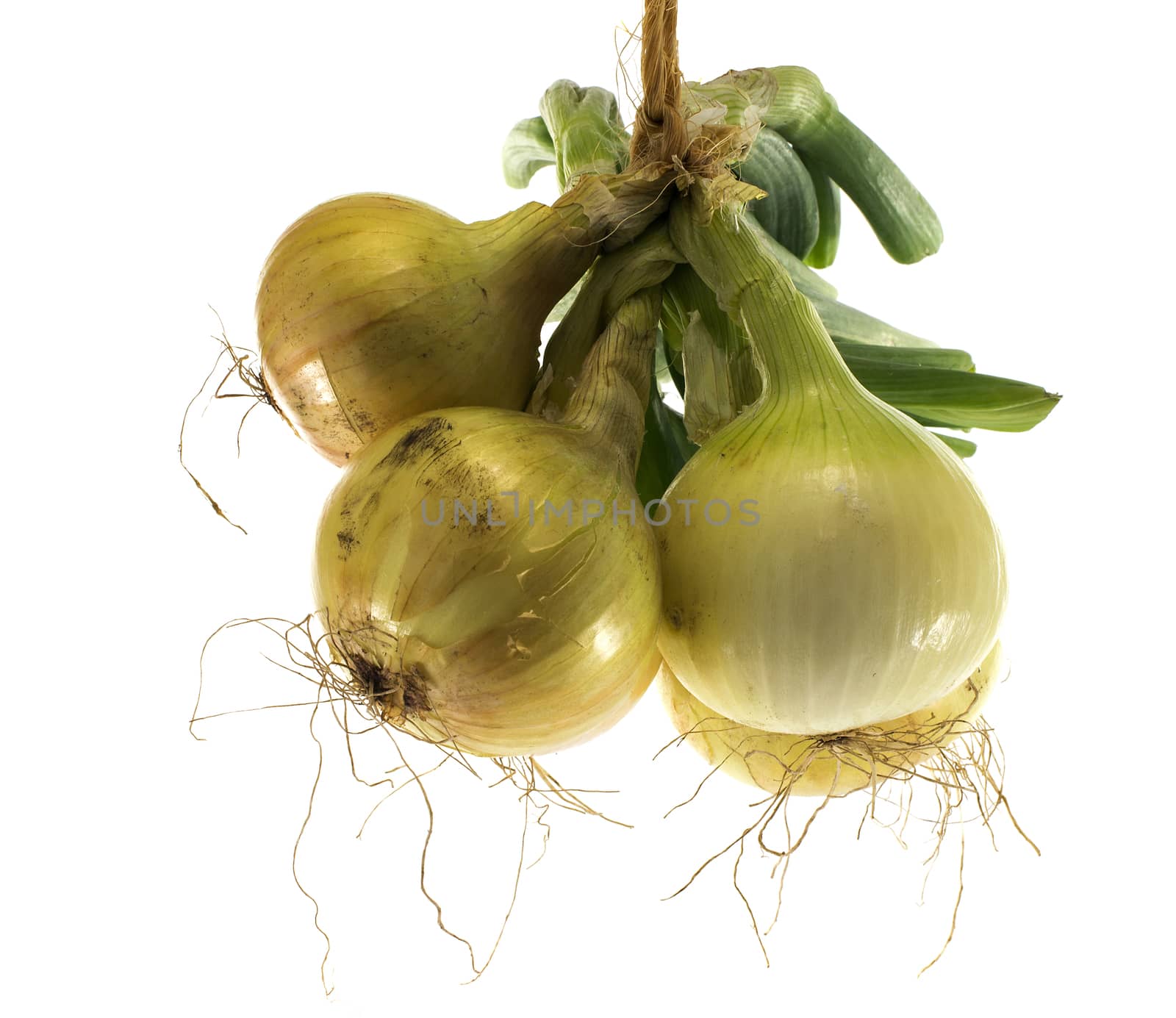 bunch of hanging fresh onions isolted on white