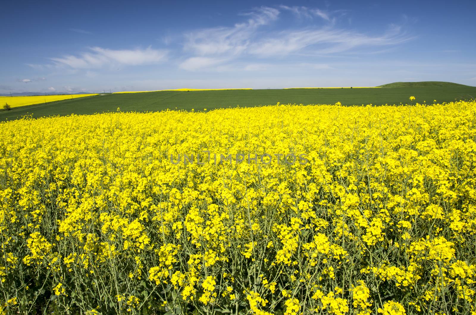 Rape field and the blue sky behind