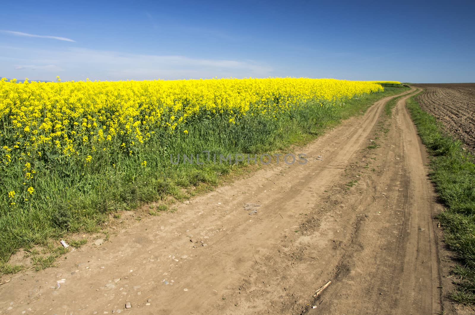 Summer landscape: country road and a rape field