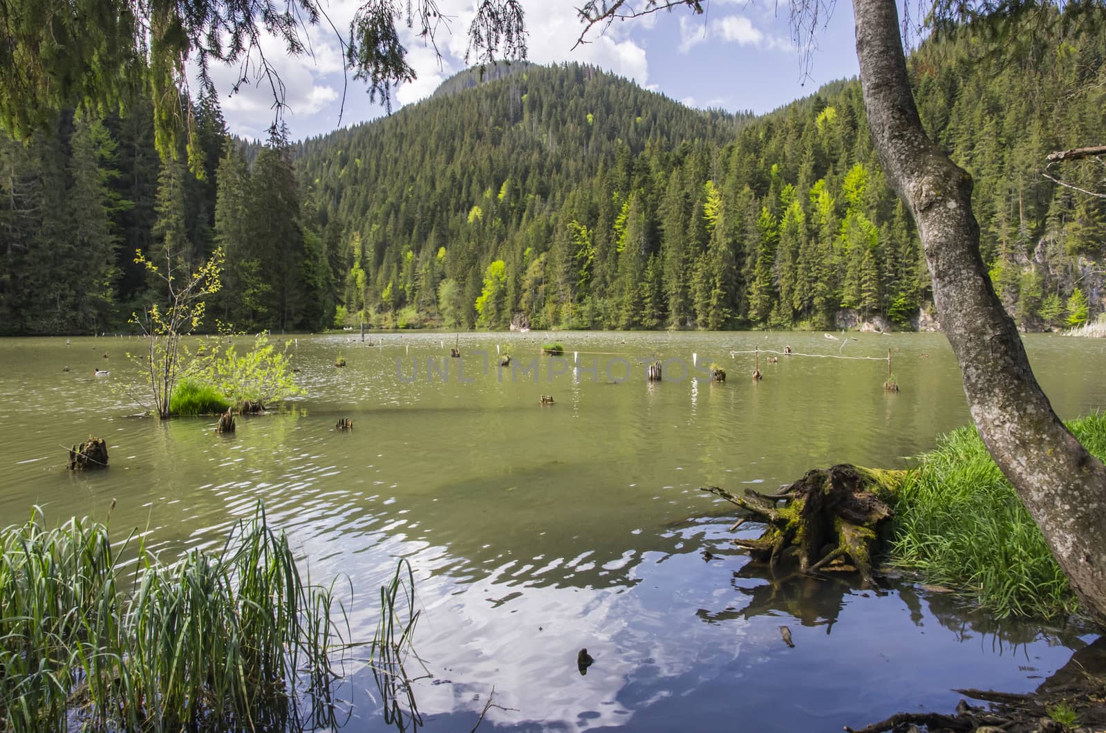 Natural dam lake in forest, Red Lake in Romania