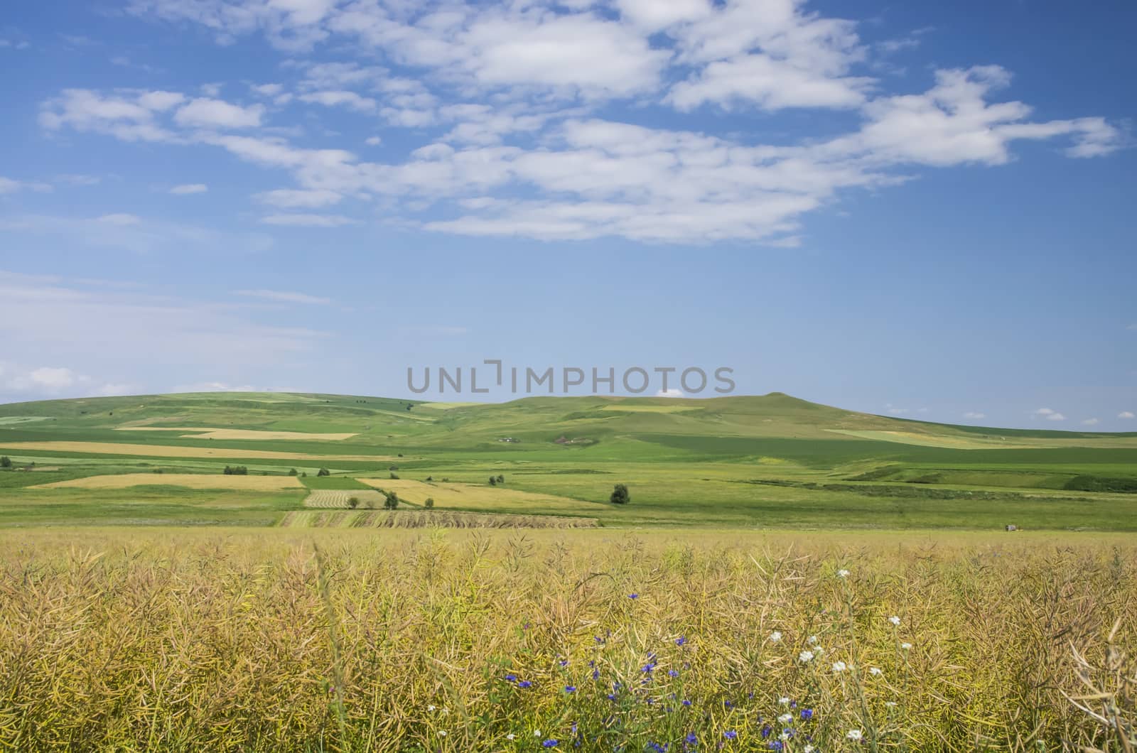 Rape field ready for the harvest in summer.