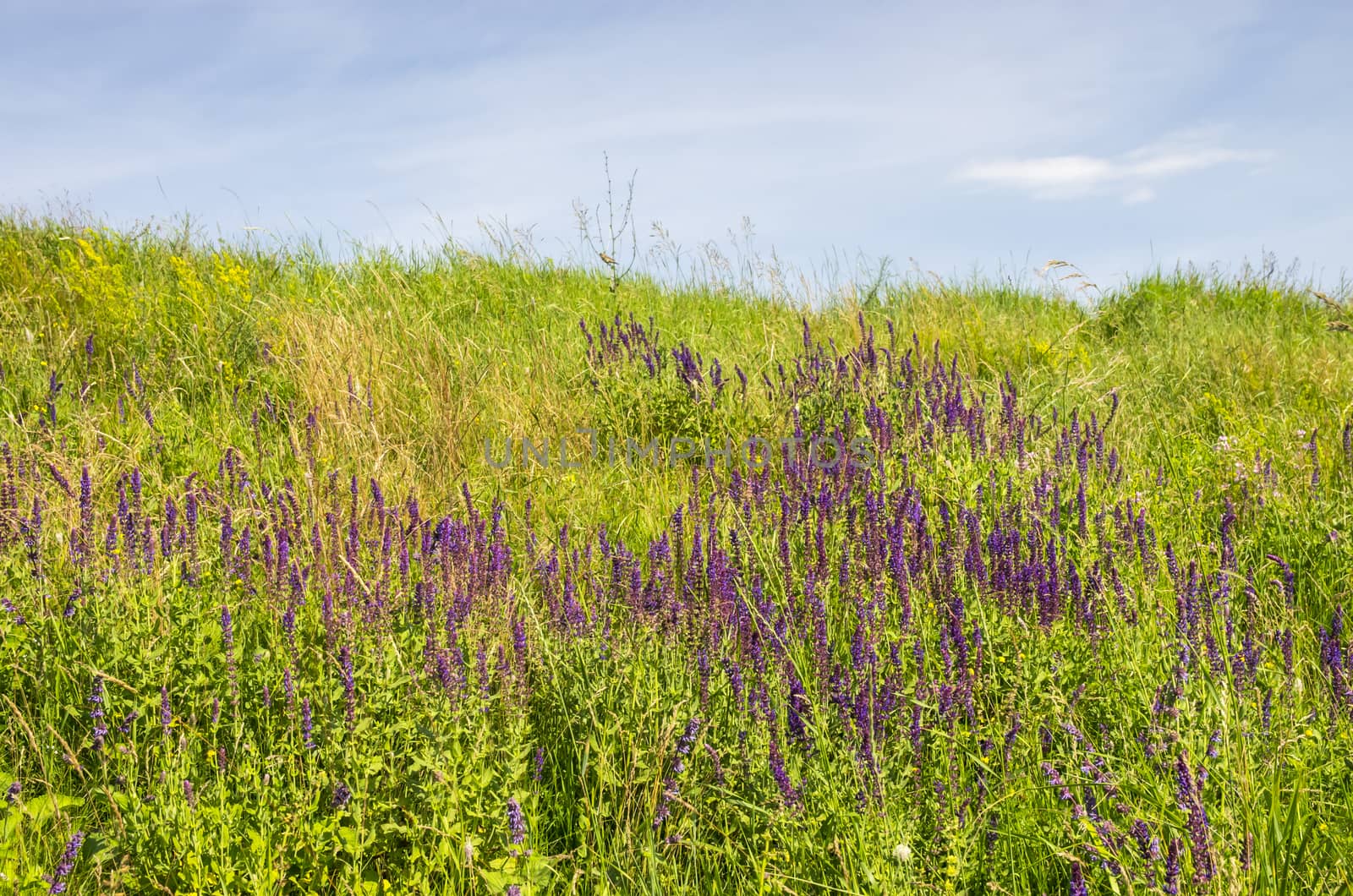 Details of a green summer meadow