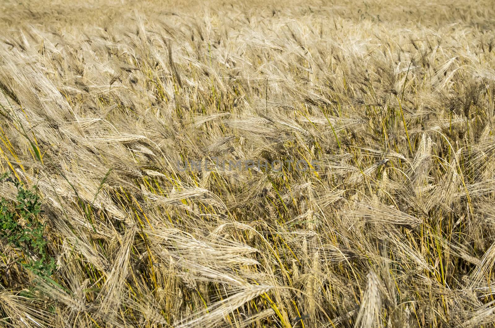 Barley background at the harvest: golden field