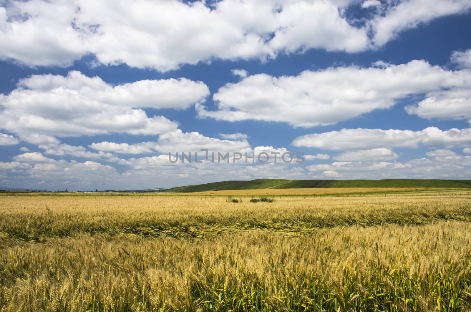 Wheat field in a beautiful summer day