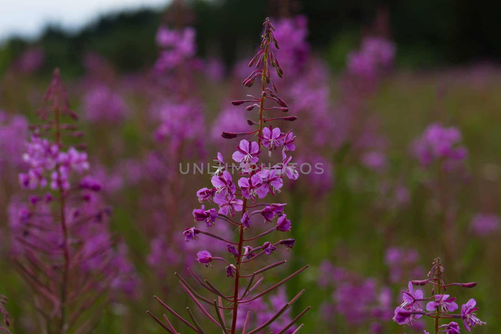 Wild flower Rosebay Willowherb or Fireweed. Red flower in the European part of Russia