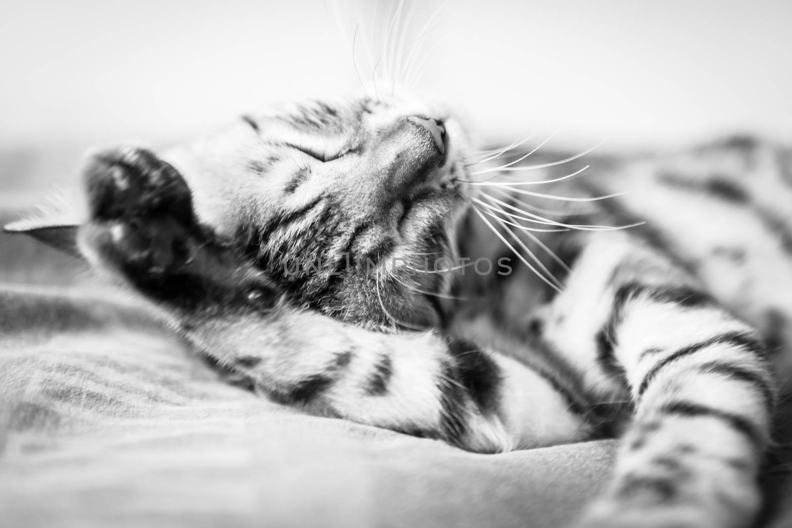 Cat washing itself black and white photo