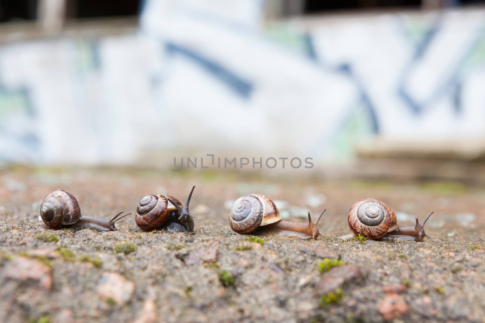 Group of small snails going forward