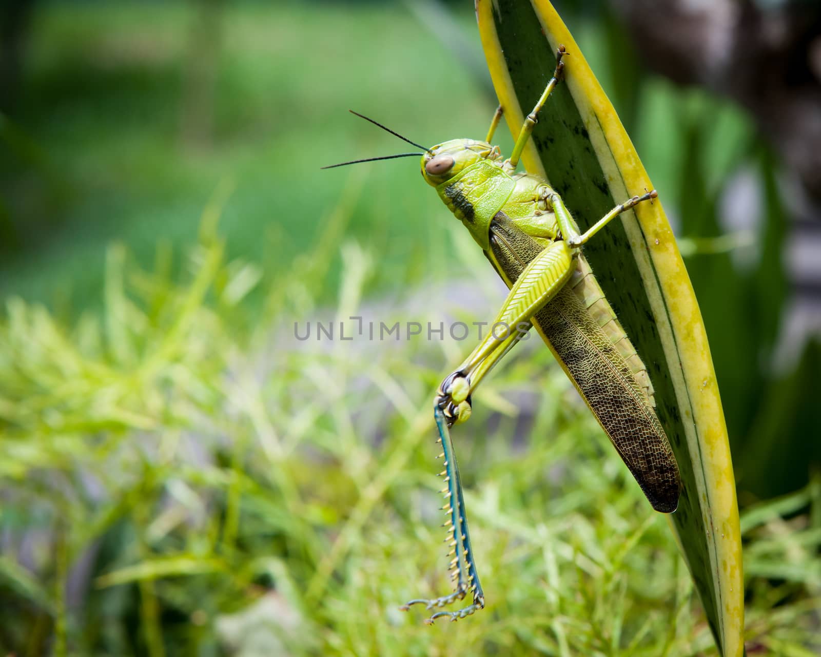 Grasshopper on a leaf stretching legs