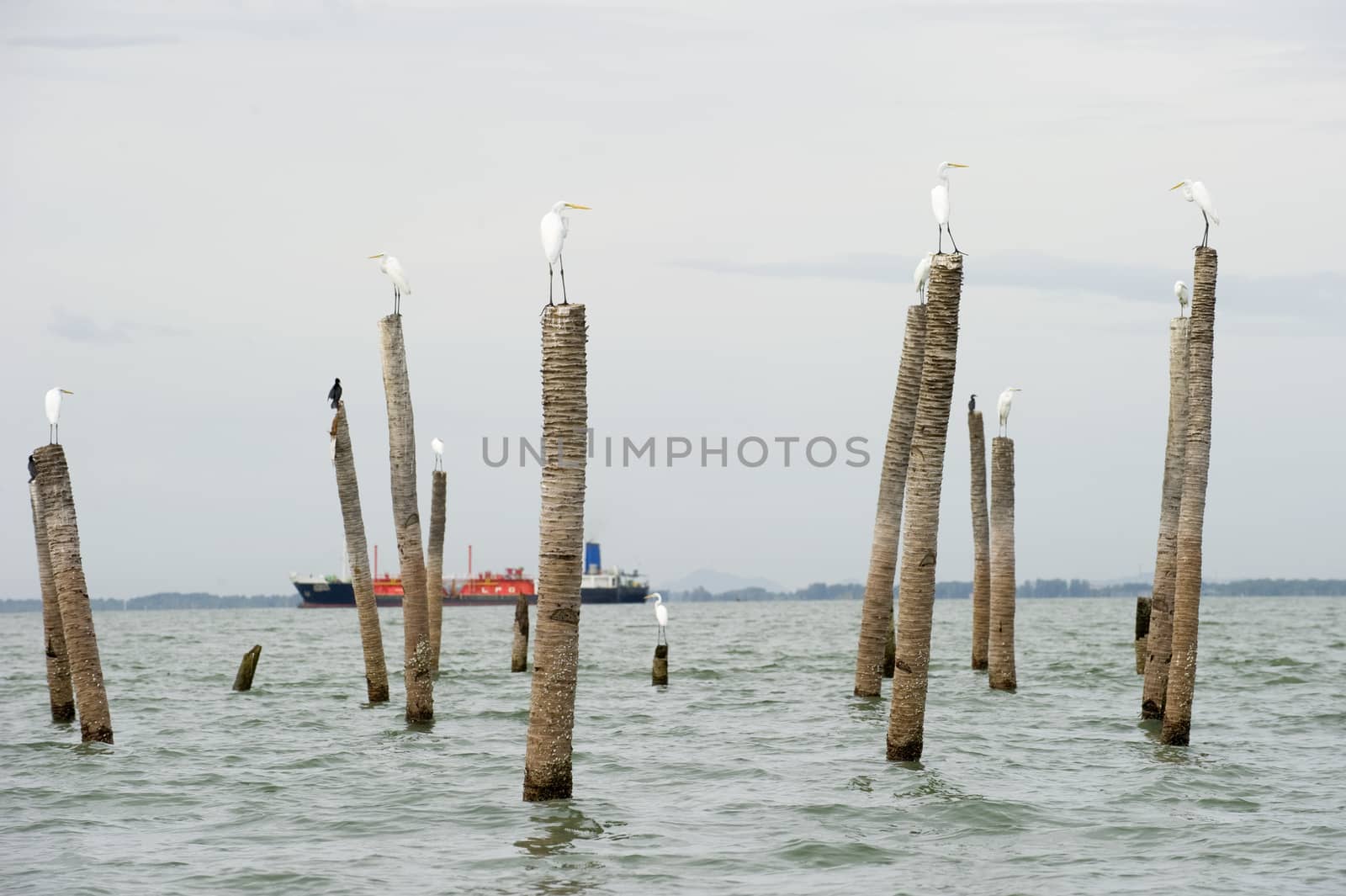 The flog of Great Egret, inner gulf of Thai.Thailand