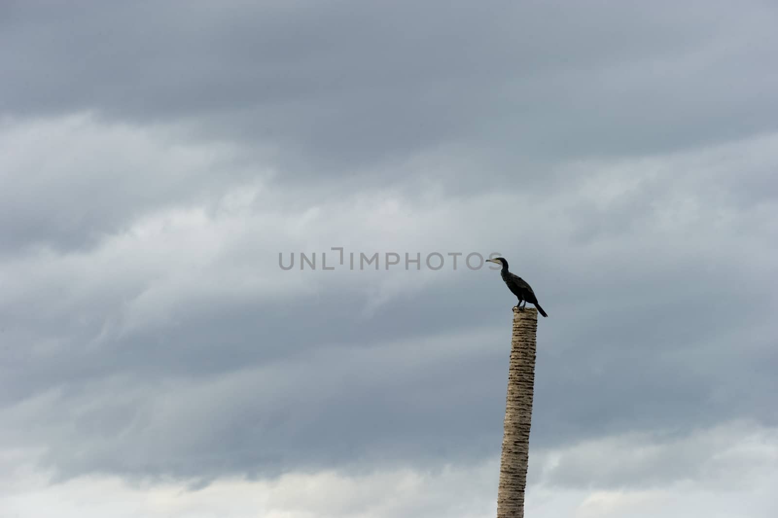 Great Cormorant resting after fishing, Samutsakorn,Thailand.