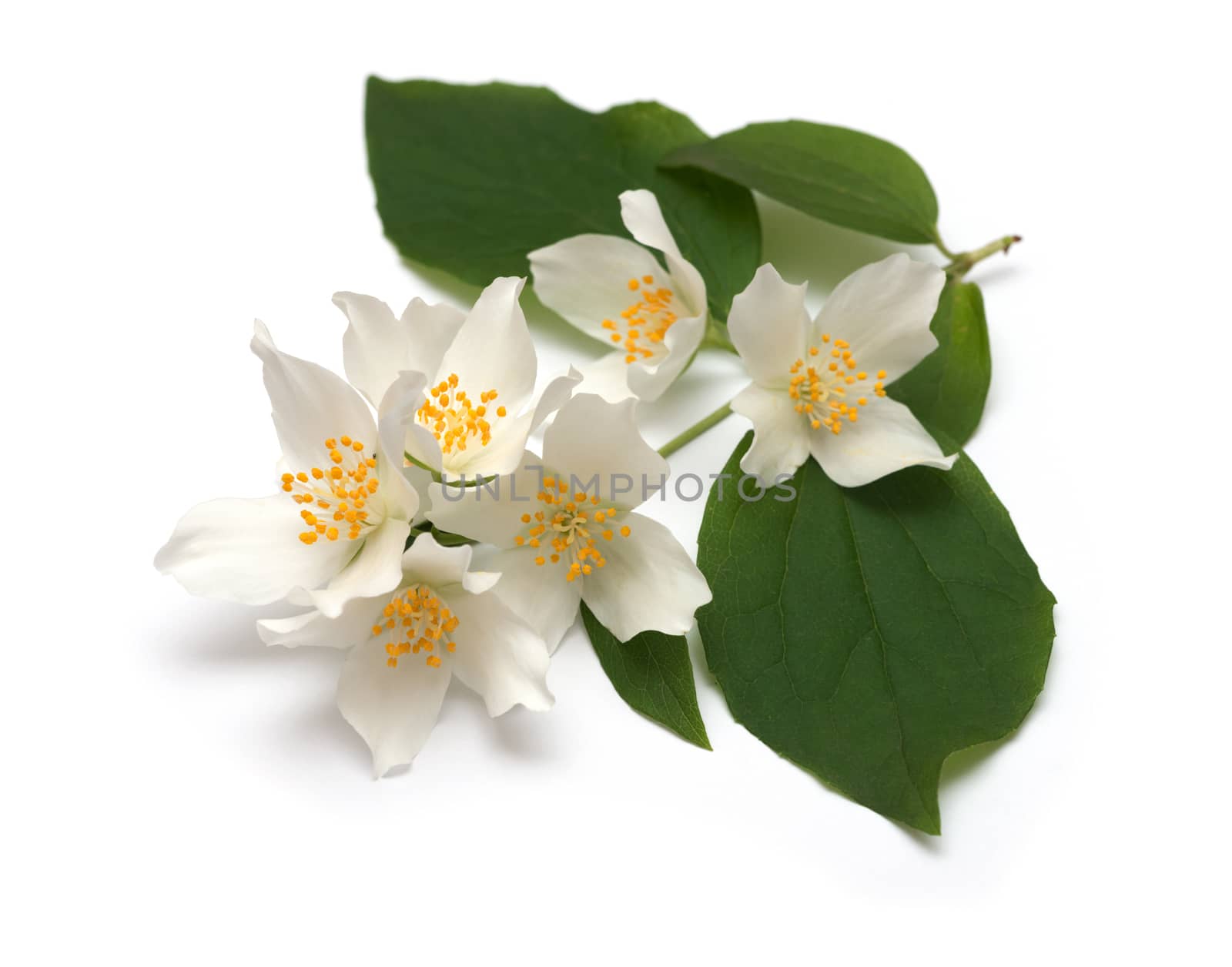 White flowers of jasmine on the white