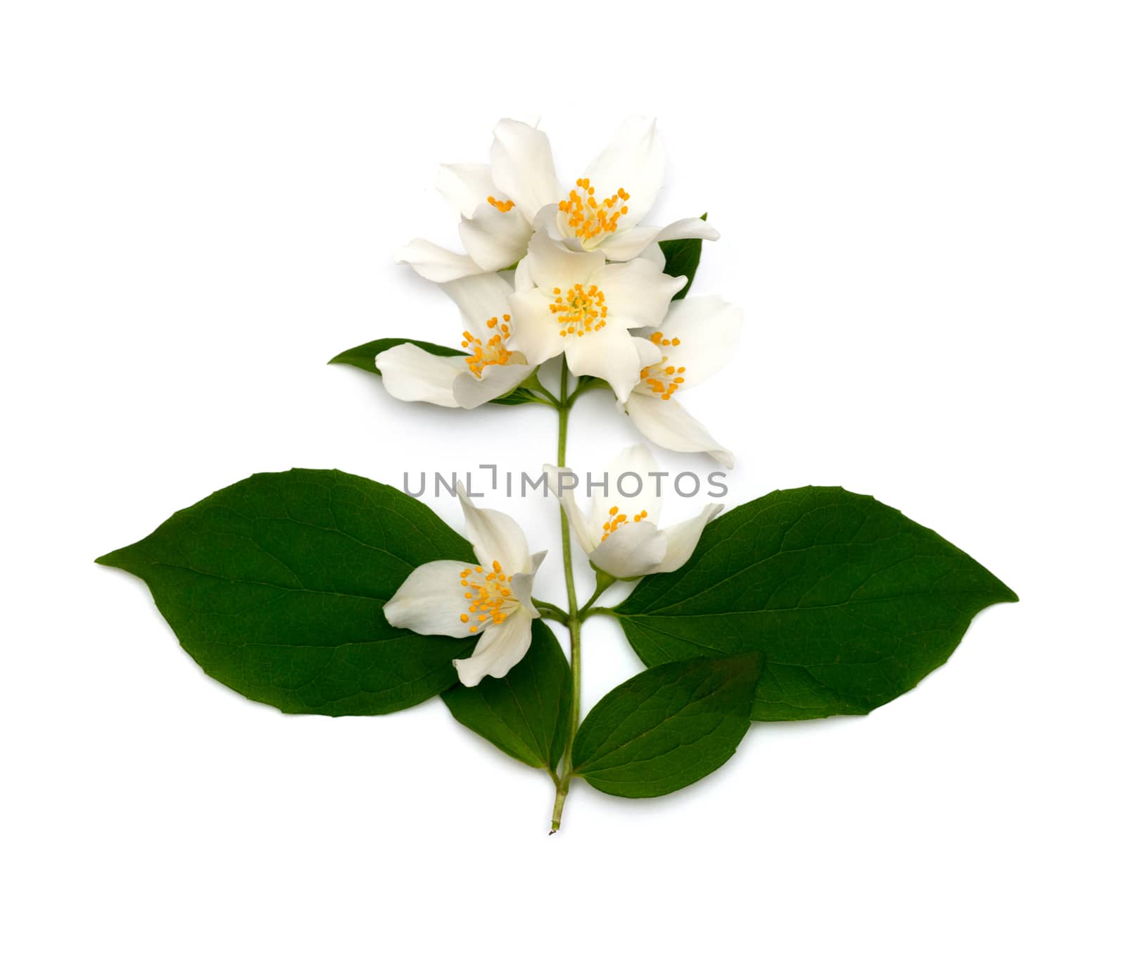 White flowers of jasmine on the white