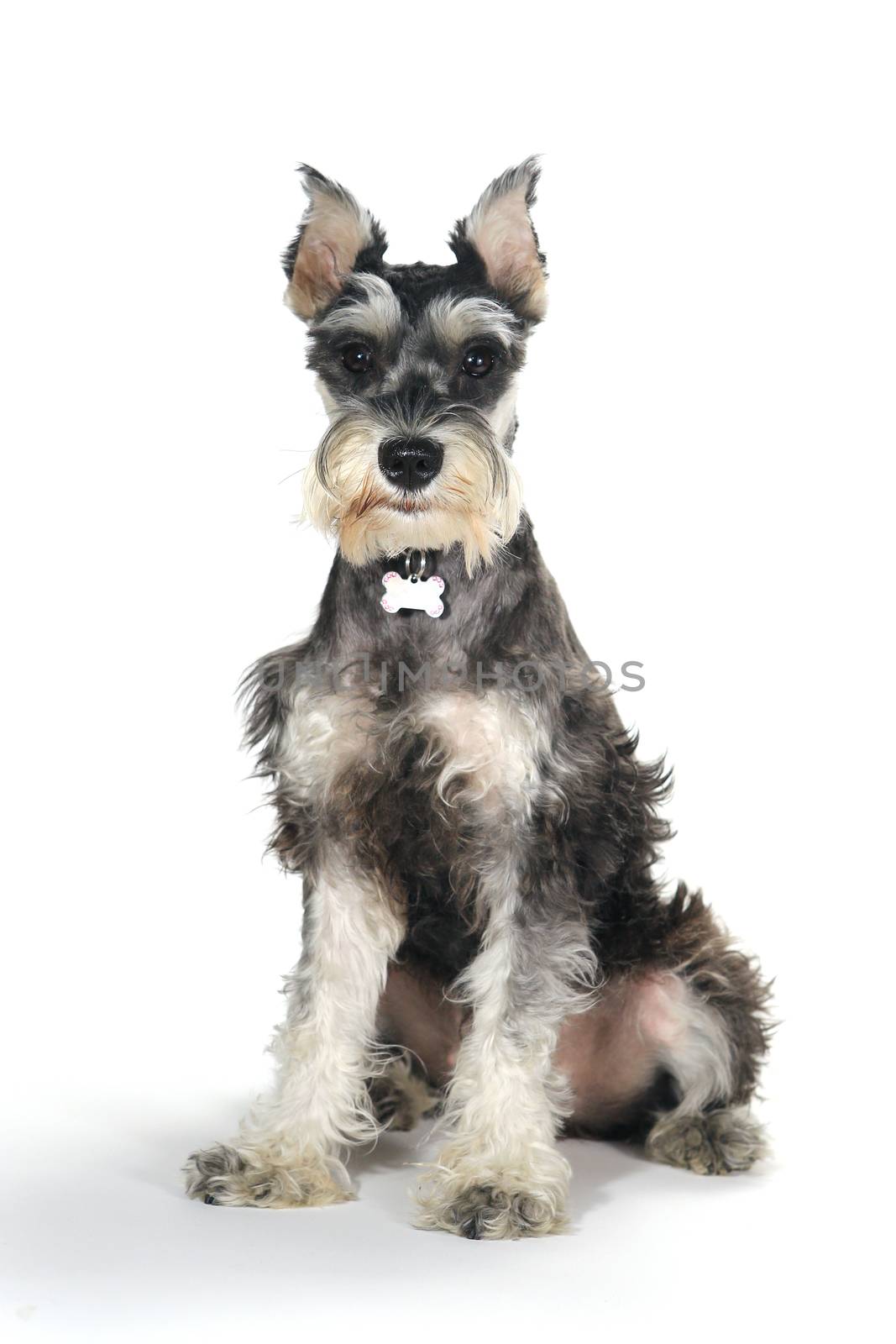 Cute Miniature Schnauzer Puppy Dog on White Background by tobkatrina