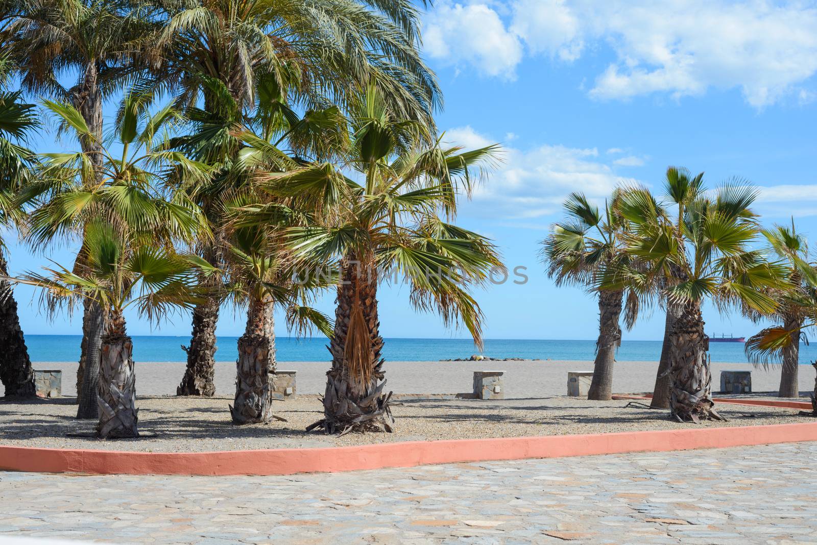 Empty european beach with palms by anytka