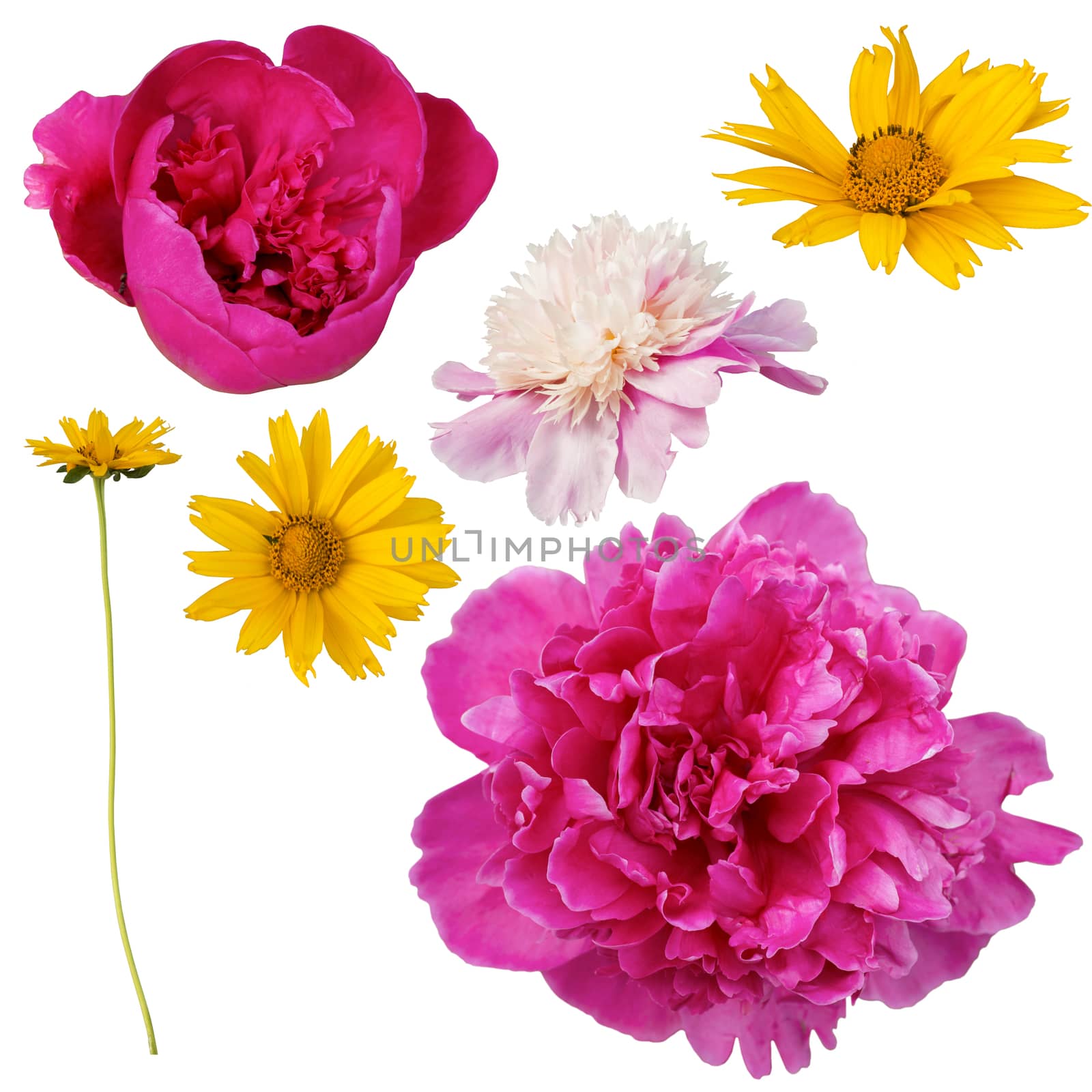 Collection of flowers isolated on white background