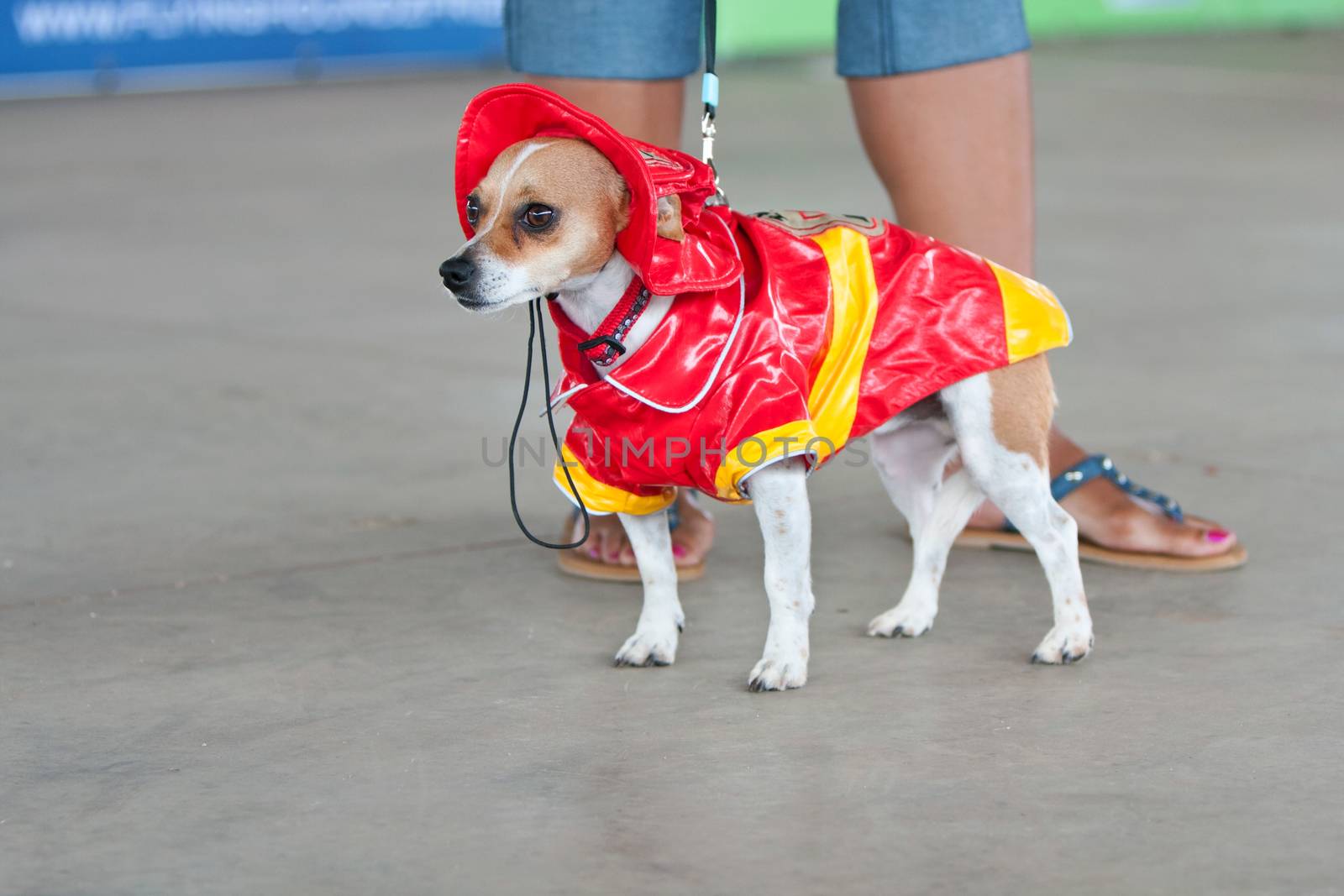McDonough, GA, USA - May 10, 2014:  A jack russell terrier is dressed in a fireman costume at the annual Dog Days of McDonough festival.