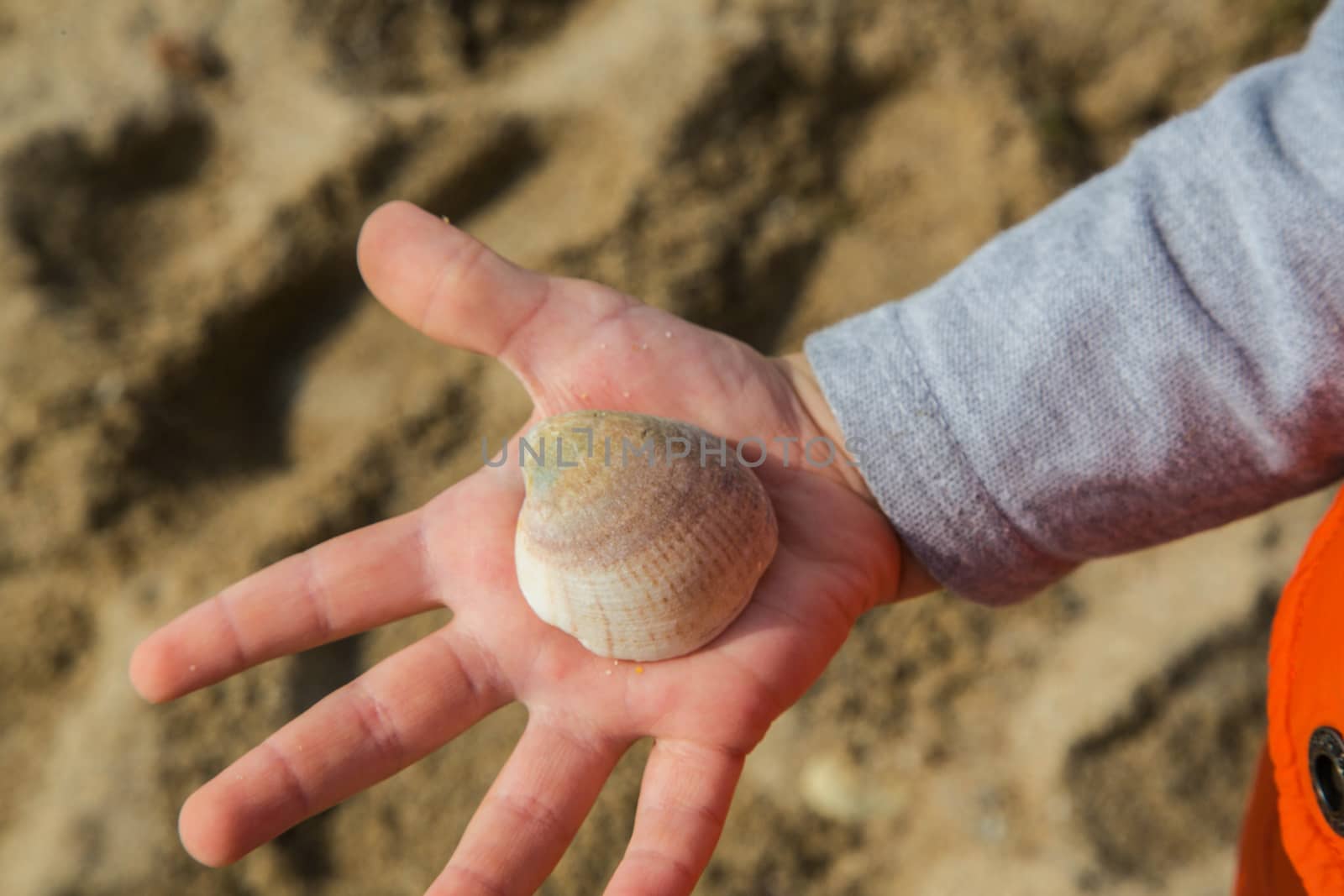Sea shell on the child's palm by tolikoff_photography