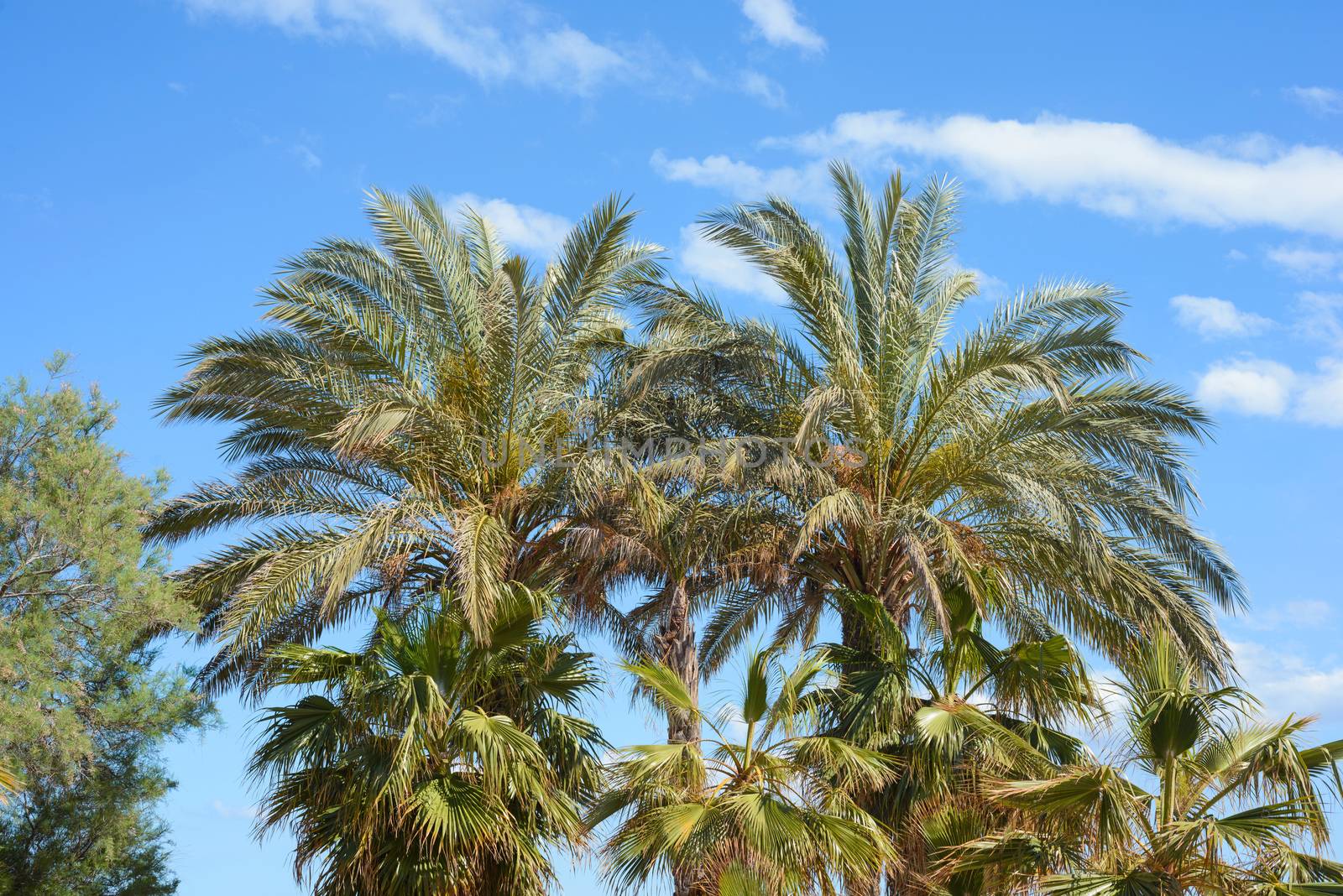 Palm trees against a blue sky and clouds