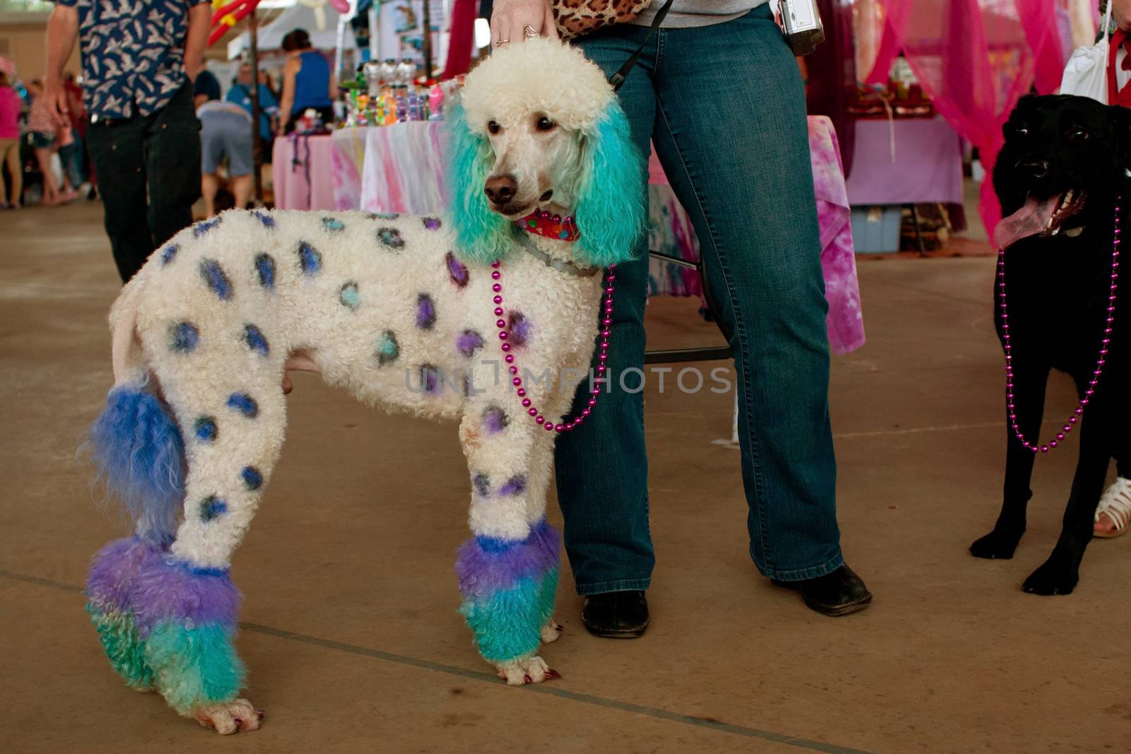 Poodle Dyed With Polka Dots And Colors At Festival by BluIz60