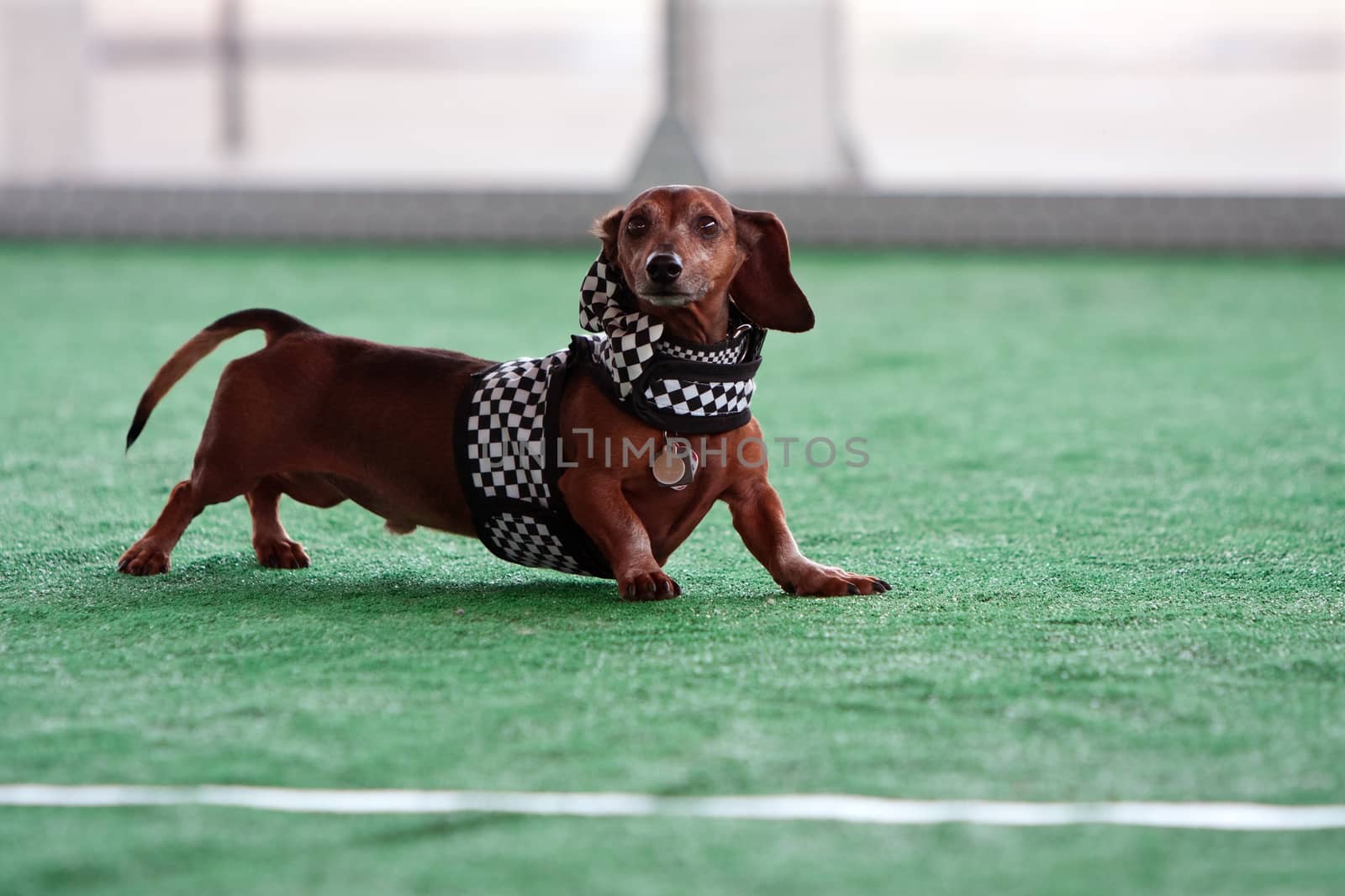 McDonough, GA, USA - May 10, 2014:  A dachshund dressed in a checkered flag costume gets ready to race at the annual Dog Days of McDonough festival.