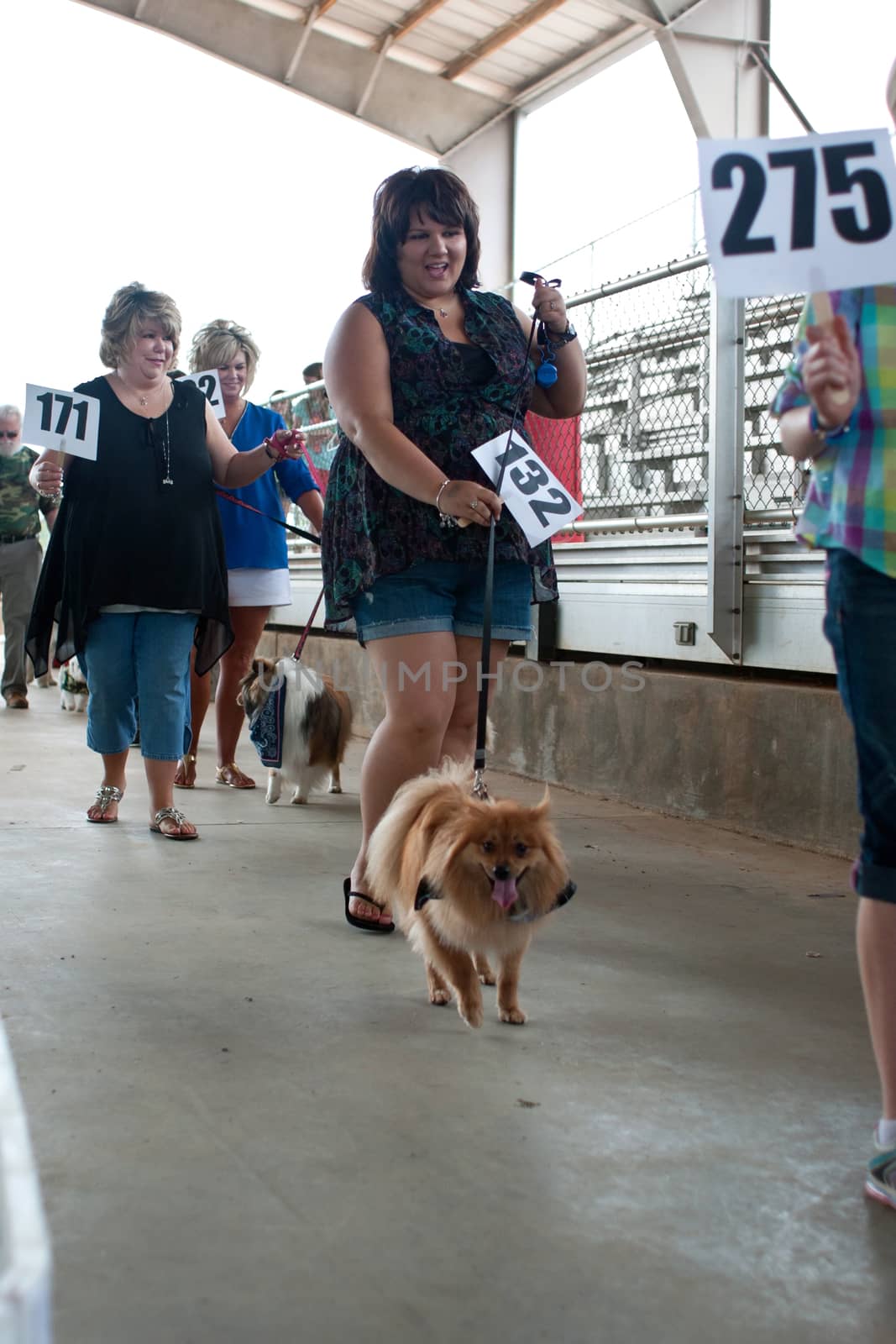 Contestants Parade Their Dogs For Judging At Dog Festival by BluIz60