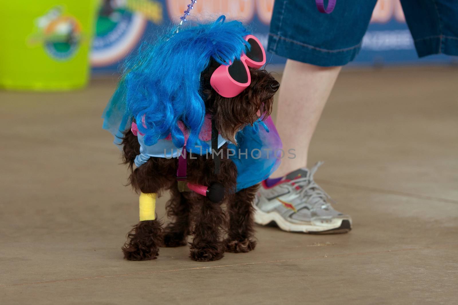 McDonough, GA, USA - May 10, 2014:  A dog is dressed in a Lady Gaga costume at the annual Dog Days of McDonough festival.