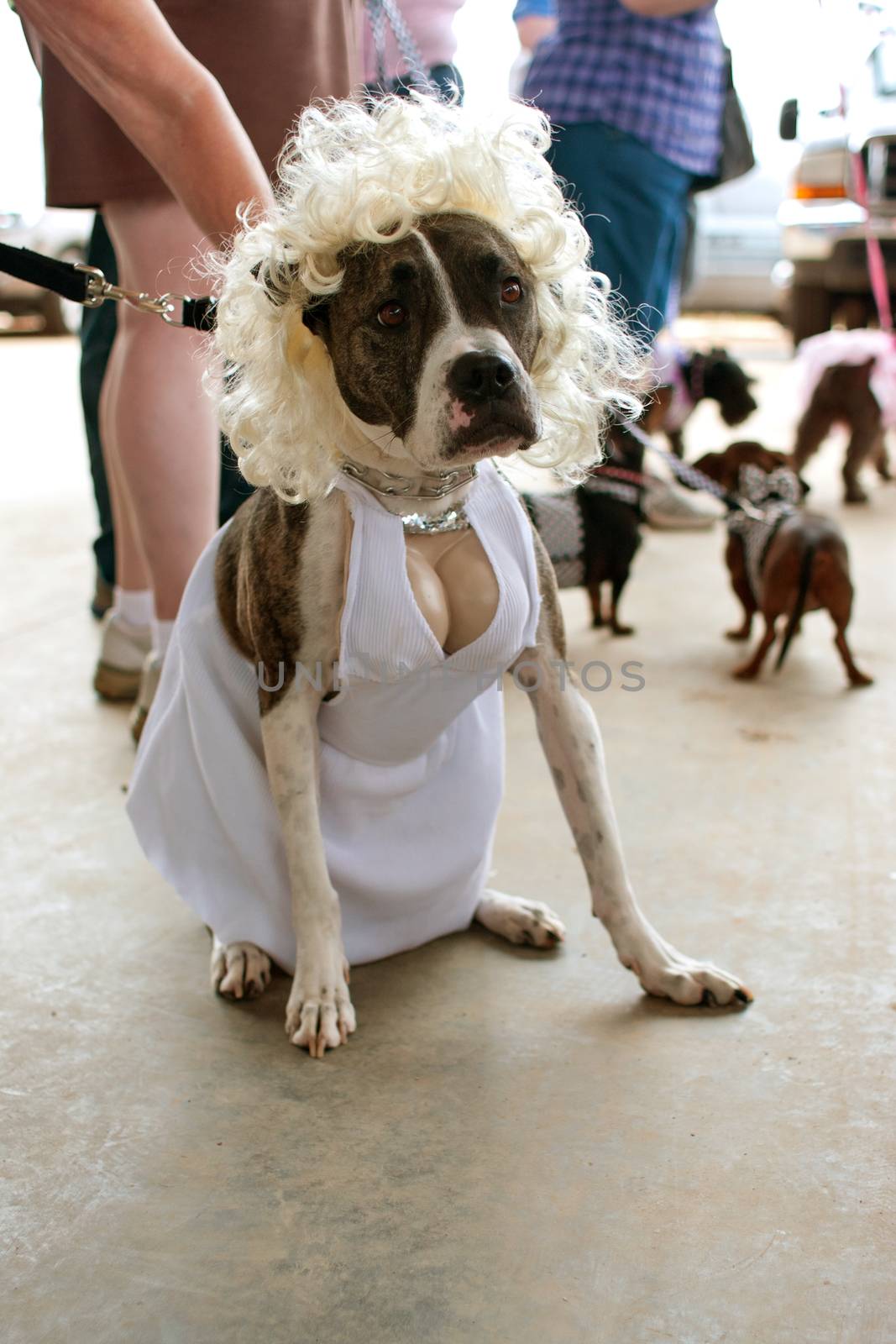 McDonough, GA, USA - May 10, 2014:  A dog is dressed in a Marilyn Monroe costume at the annual Dog Days of McDonough festival.  