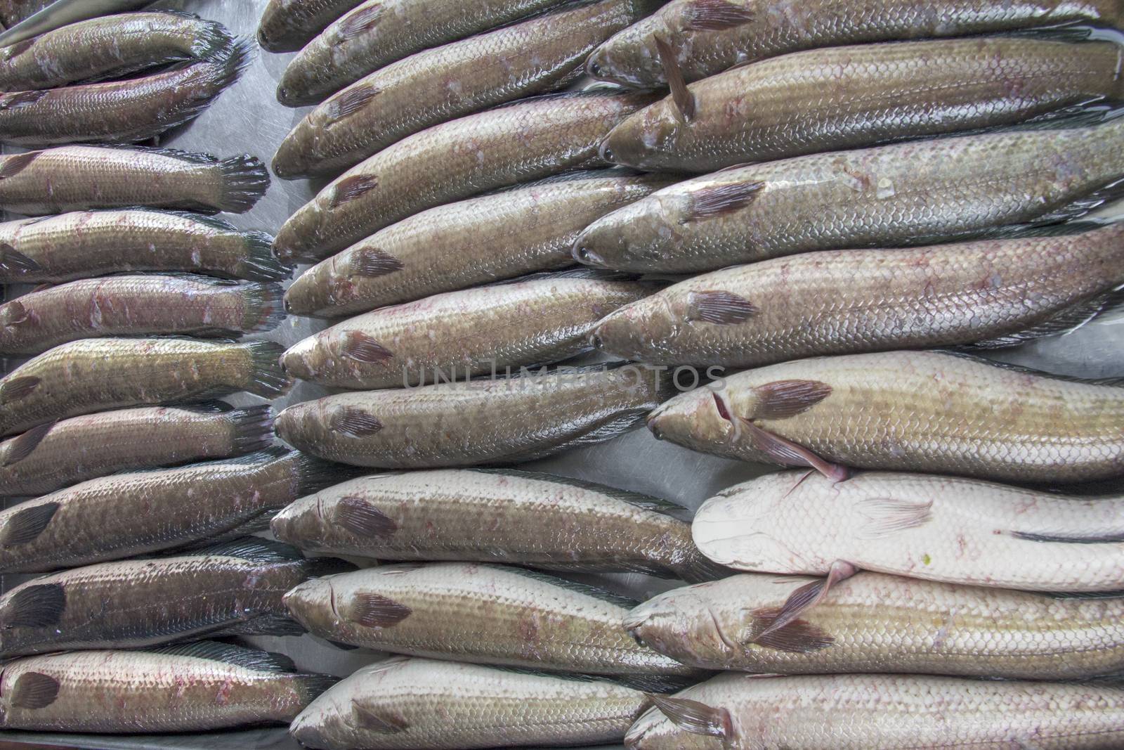 Fish on a market stall in Bangkok