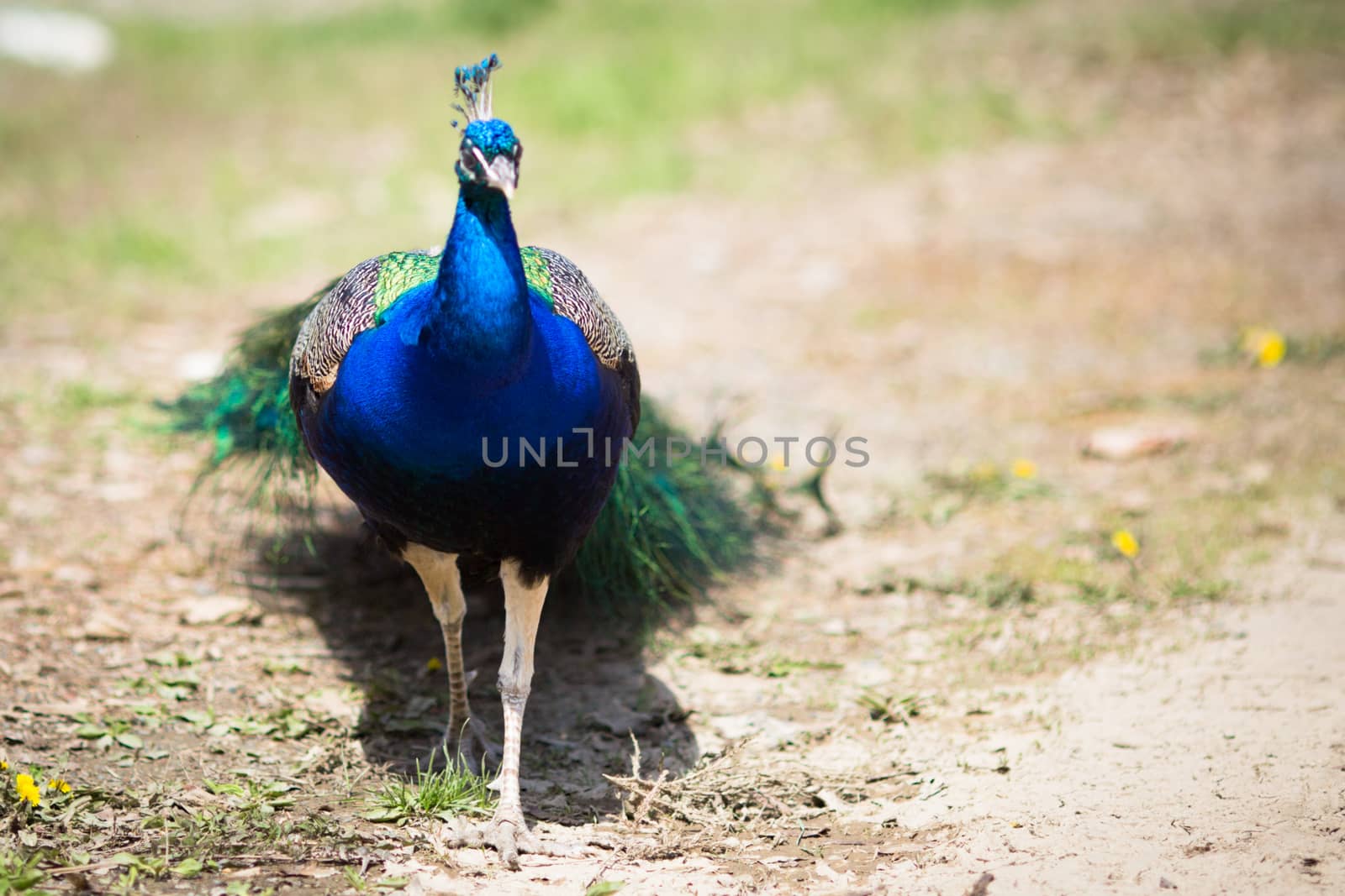 Beautiful male peacock lying on green lawn atracting female.