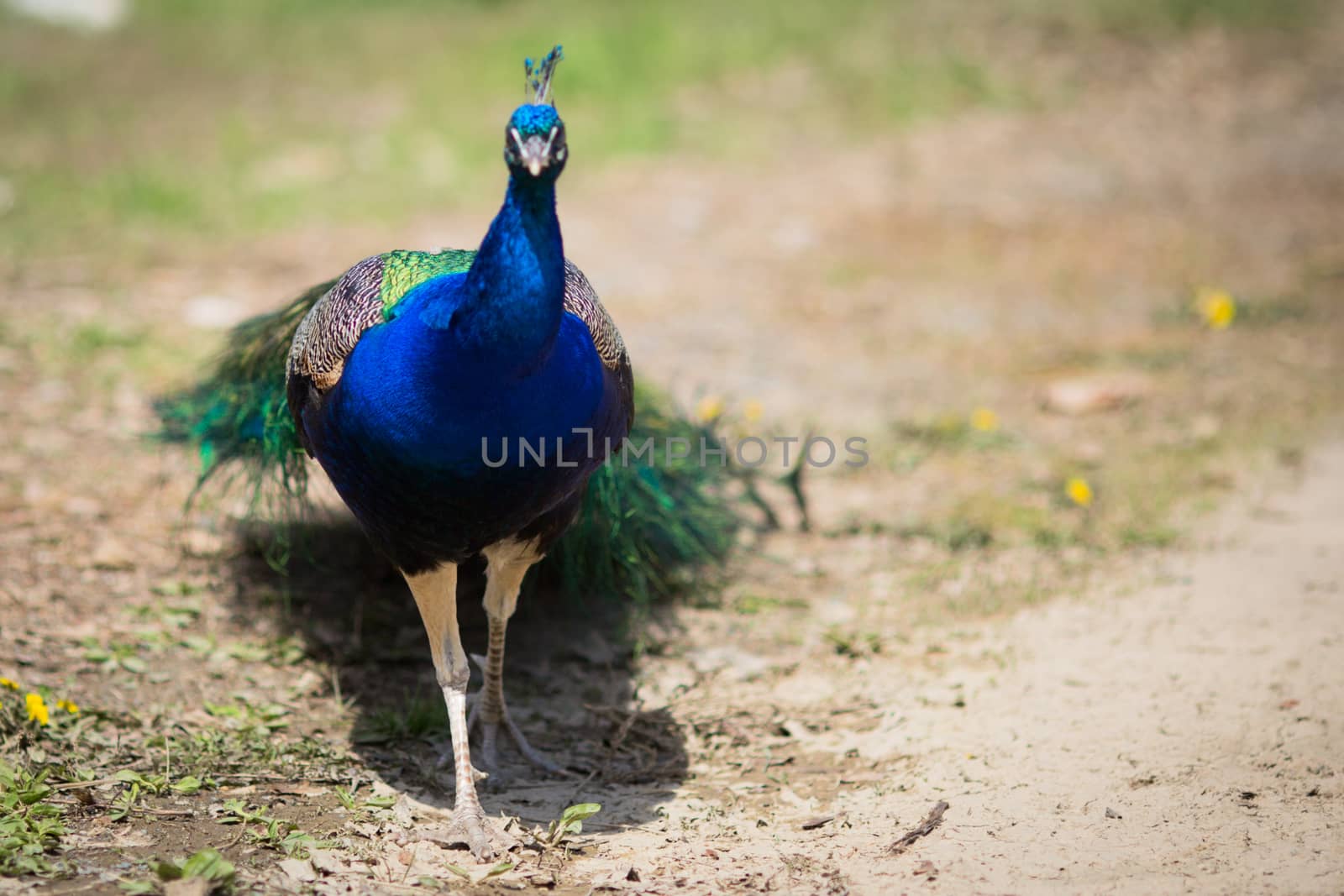 Beautiful male peacock lying on green lawn atracting female.