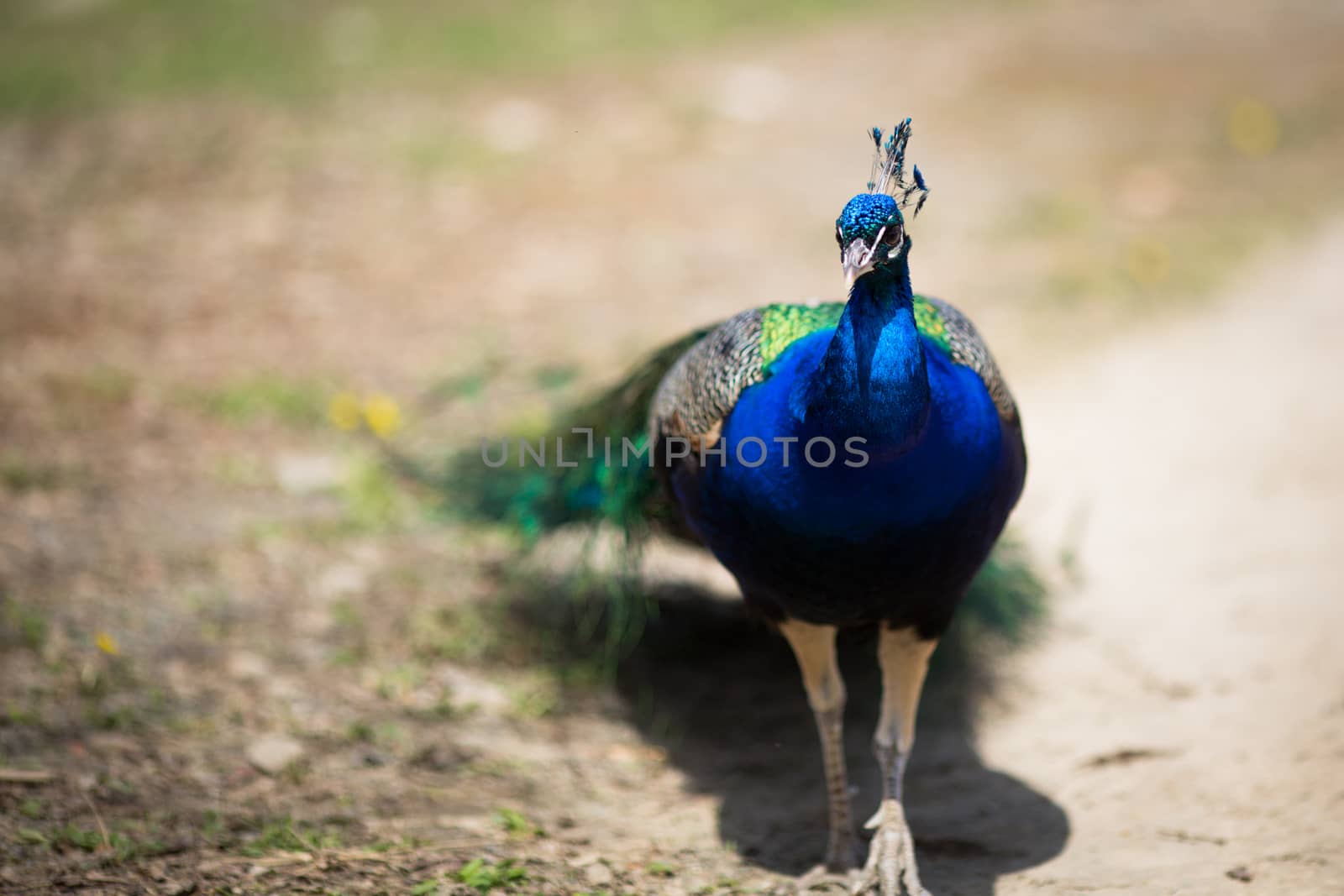 Beautiful male peacock lying on green lawn atracting female.