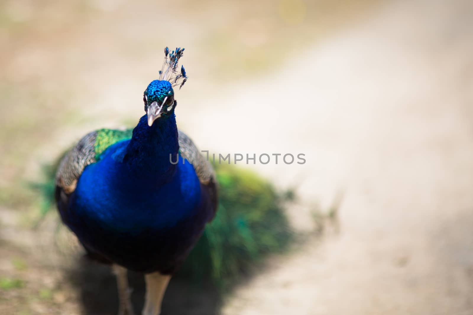 Beautiful male peacock lying on green lawn atracting female.