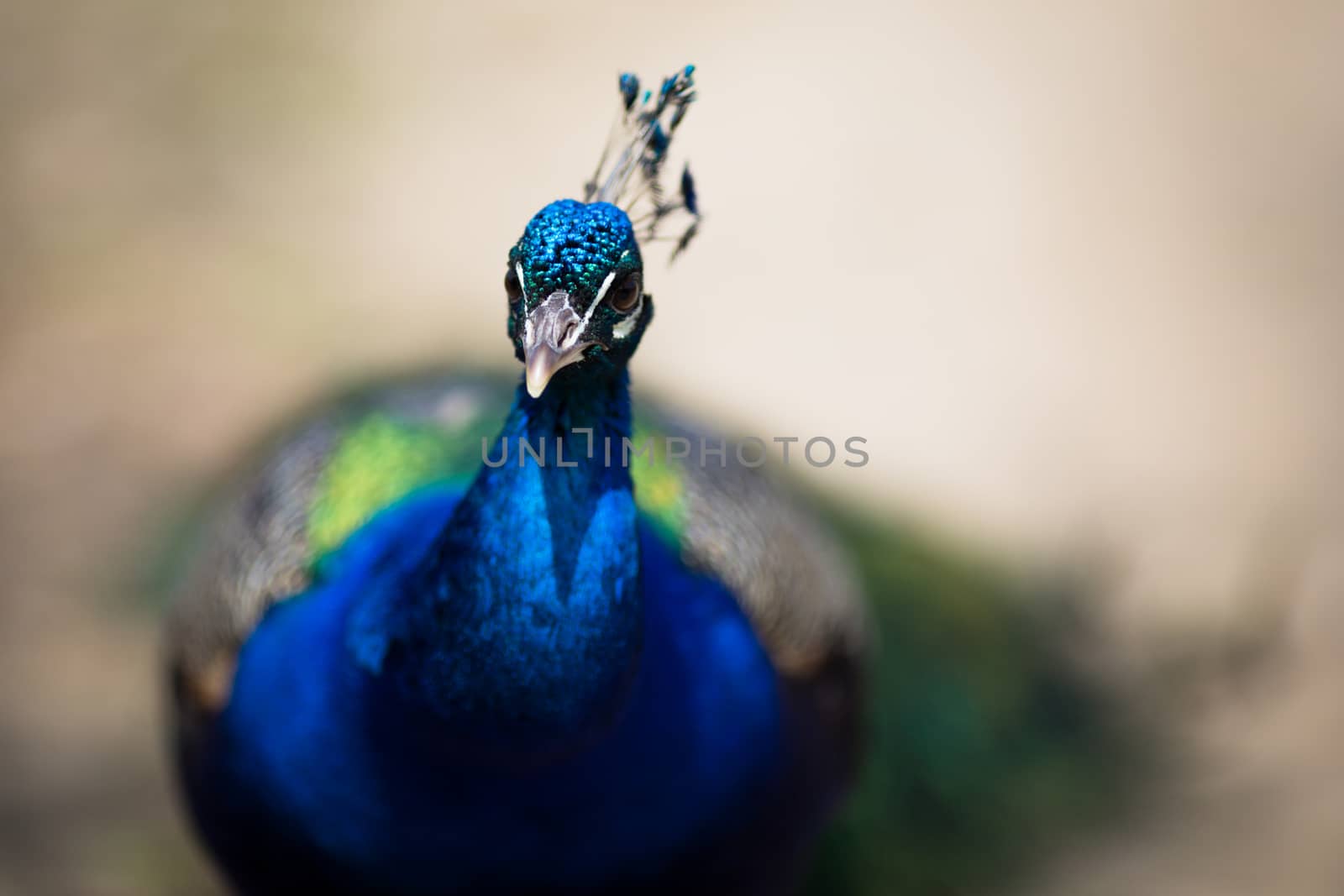 Beautiful male peacock lying on green lawn atracting female.