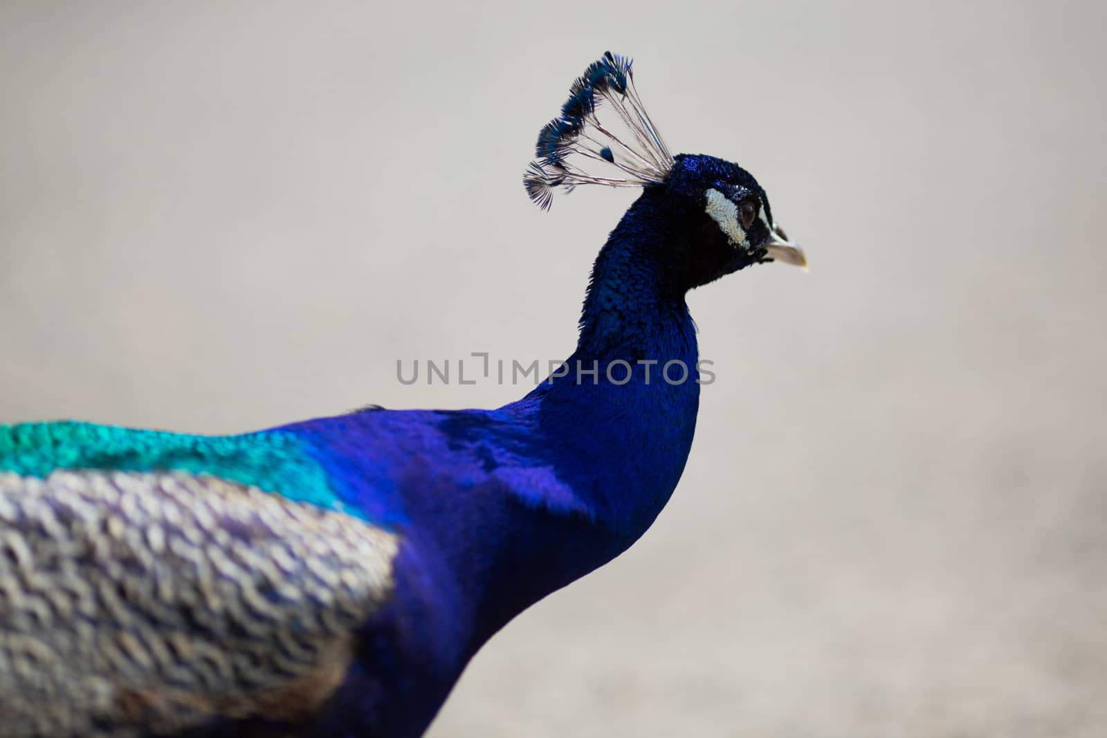 Beautiful male peacock lying on green lawn atracting female.