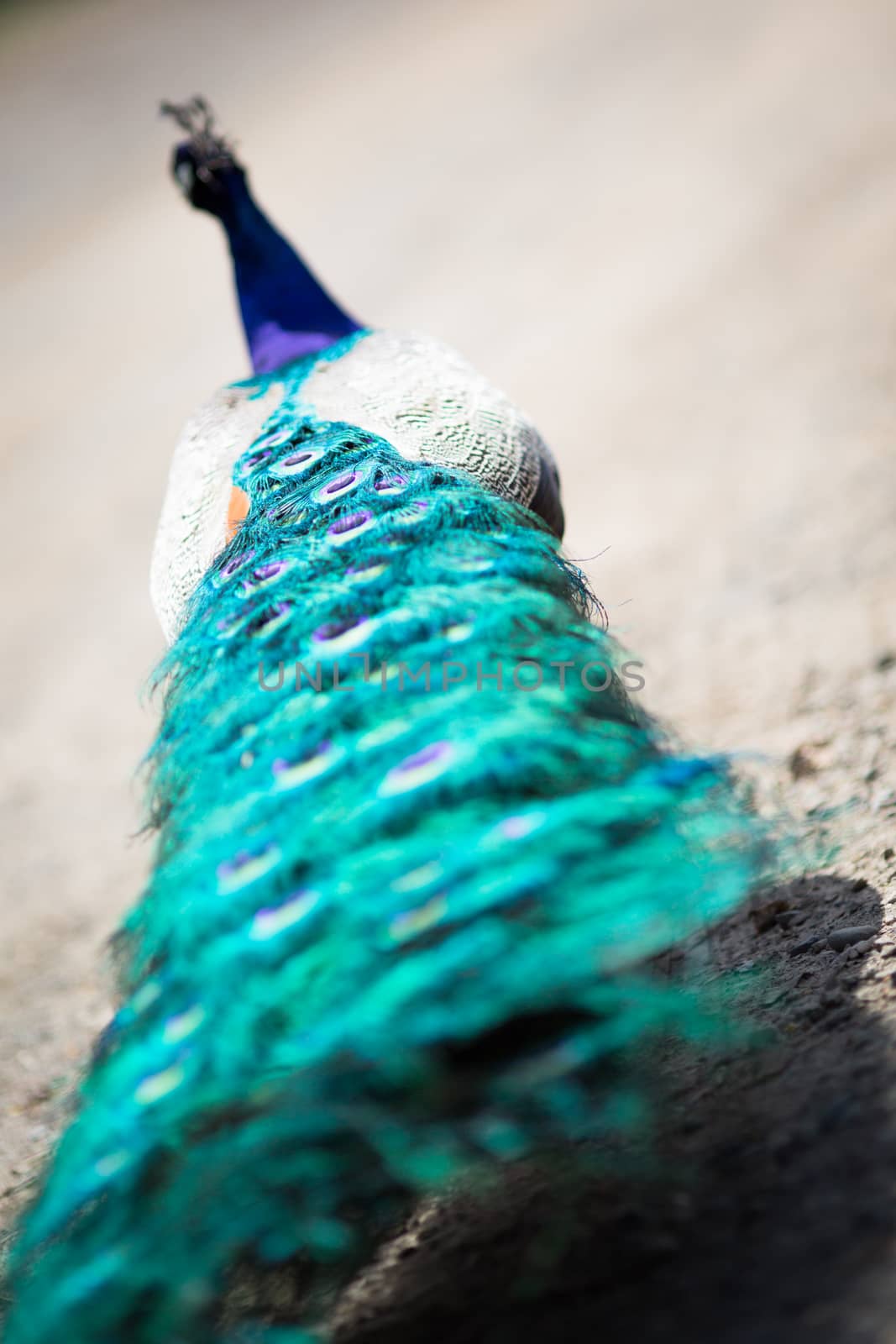 Beautiful male peacock lying on green lawn atracting female.