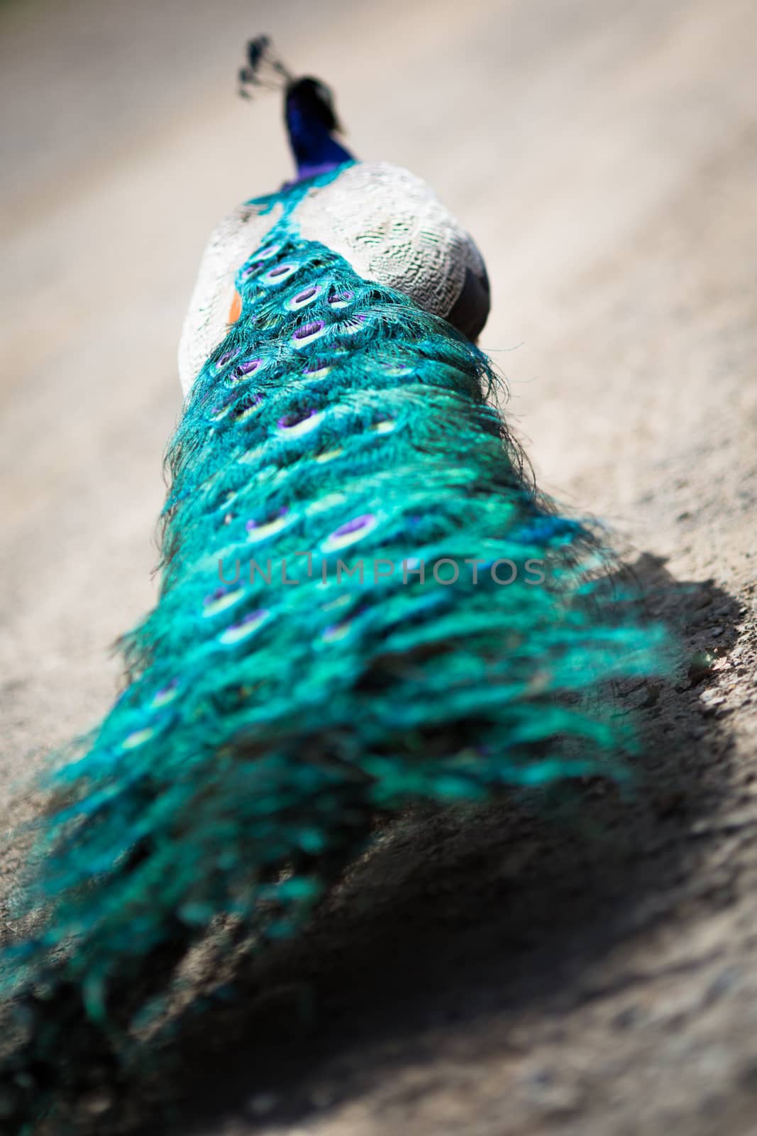 Beautiful male peacock lying on green lawn atracting female.