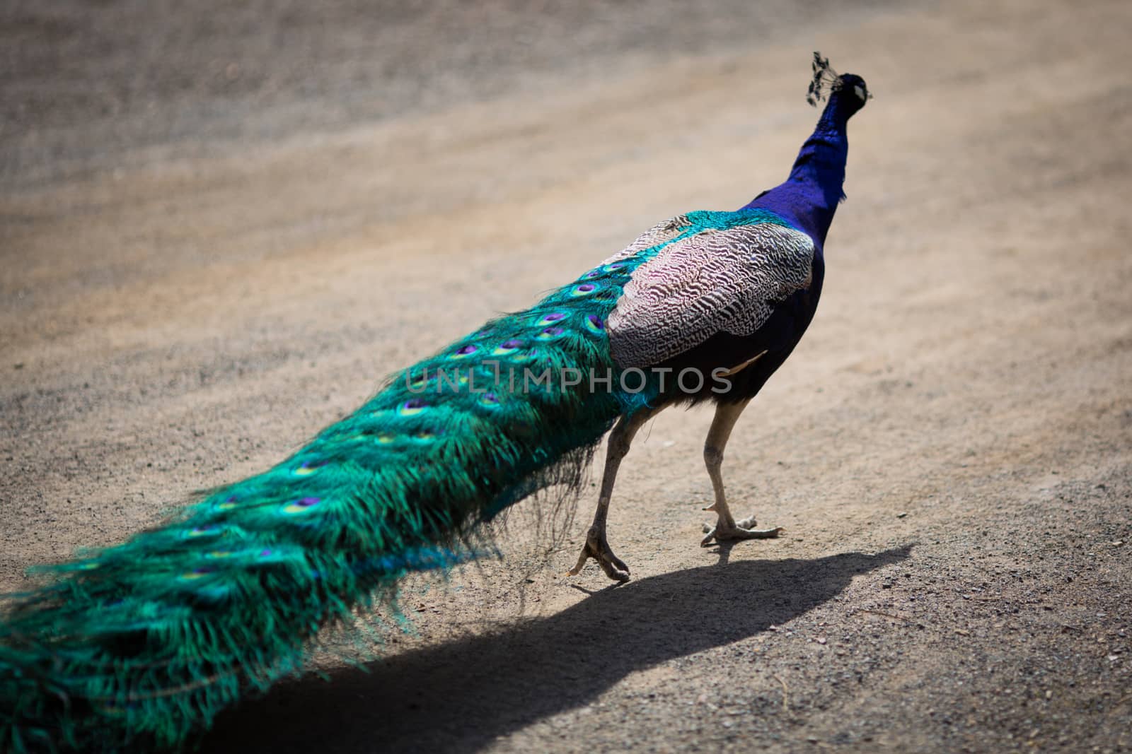 Beautiful male peacock lying on green lawn atracting female.