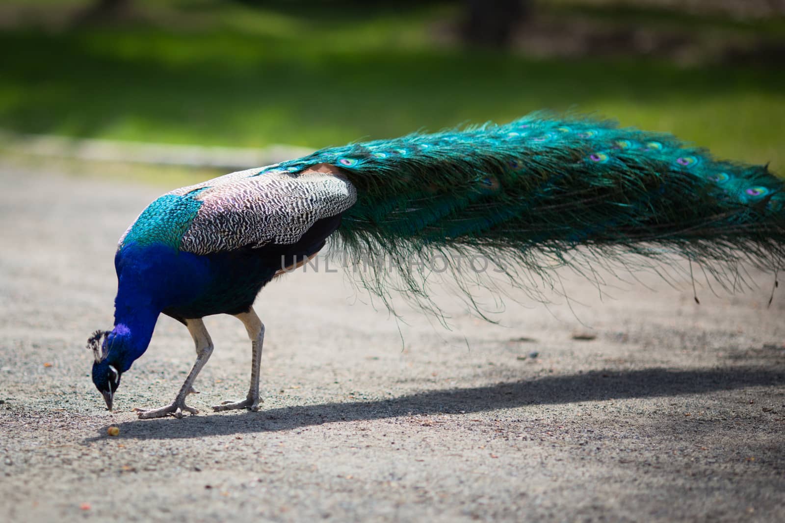 Beautiful male peacock lying on green lawn atracting female.