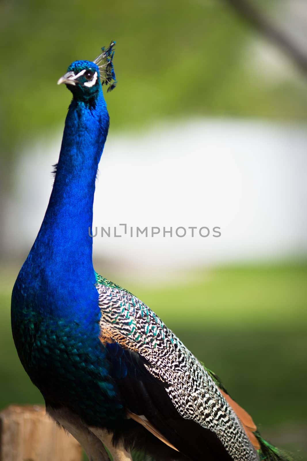 Beautiful male peacock lying on green lawn atracting female.