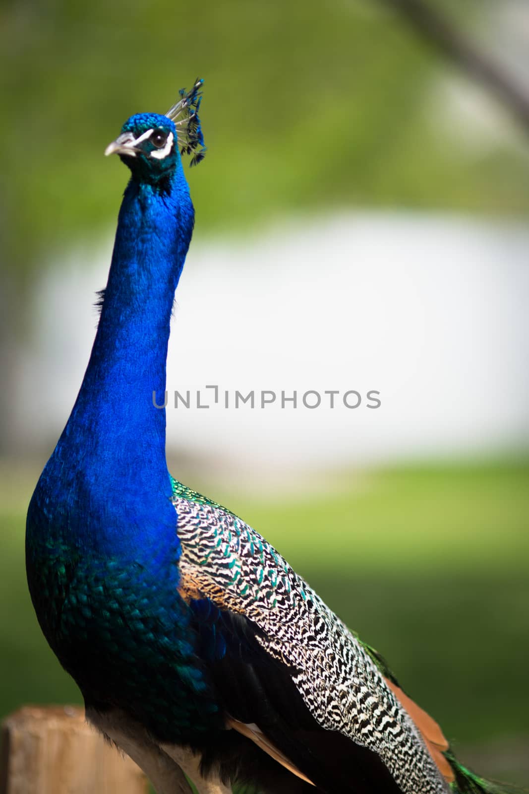 Beautiful male peacock lying on green lawn atracting female.